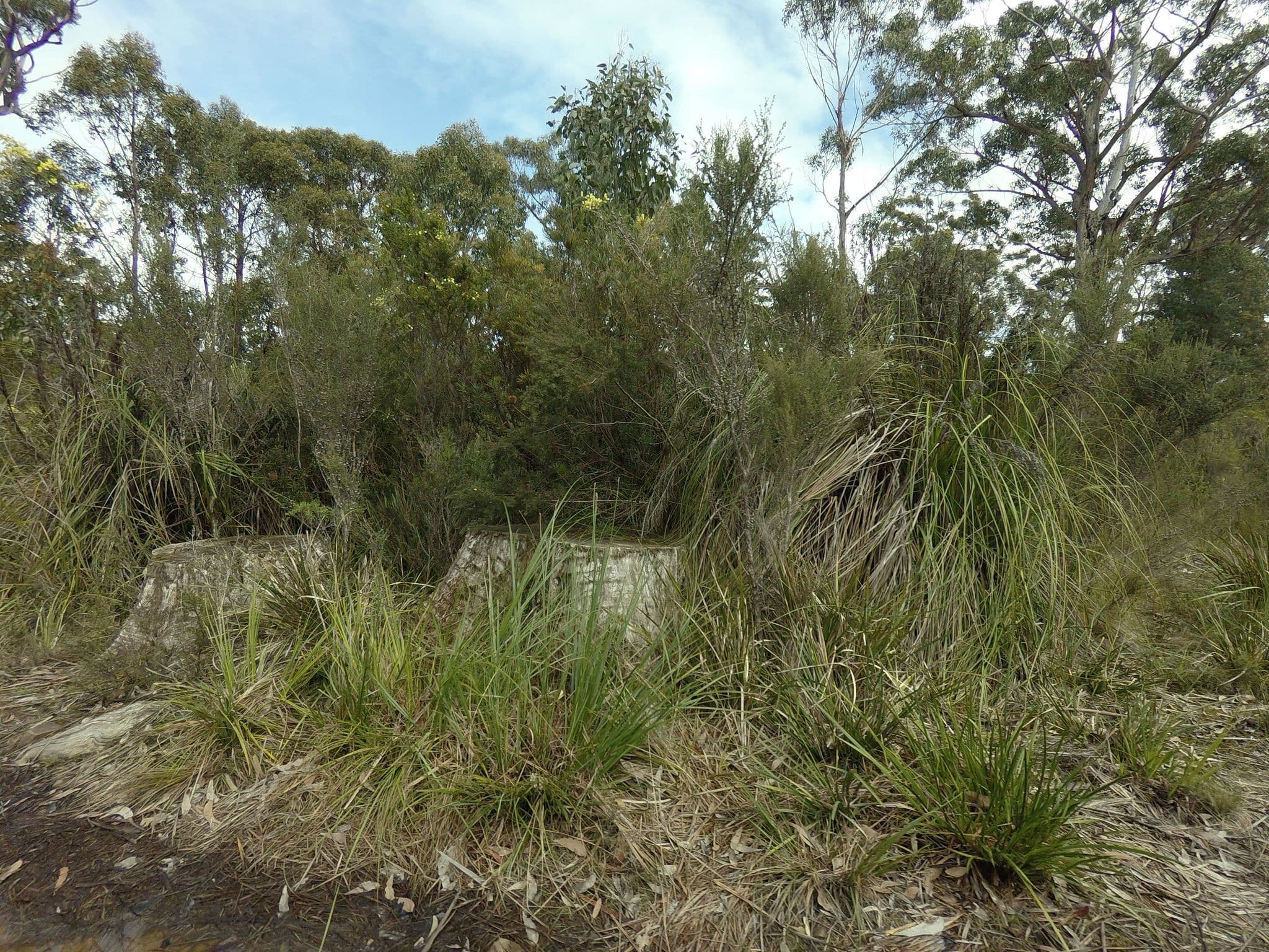 Street view near Southport Lagoon Campsite, Geeveston — © tastrax (CC BY-SA · Mapillary)