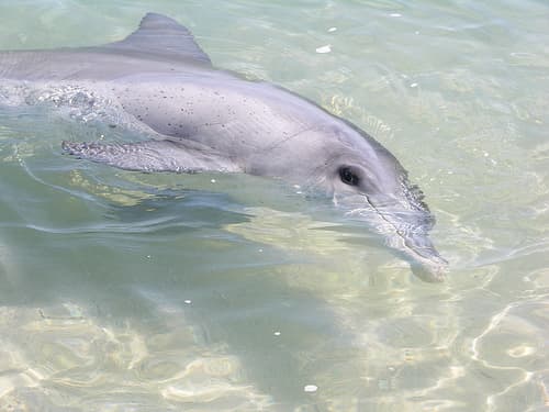 Monkey Mia Dolphin Resort (via Wikimedia Commons, CC BY-SA 3.0)