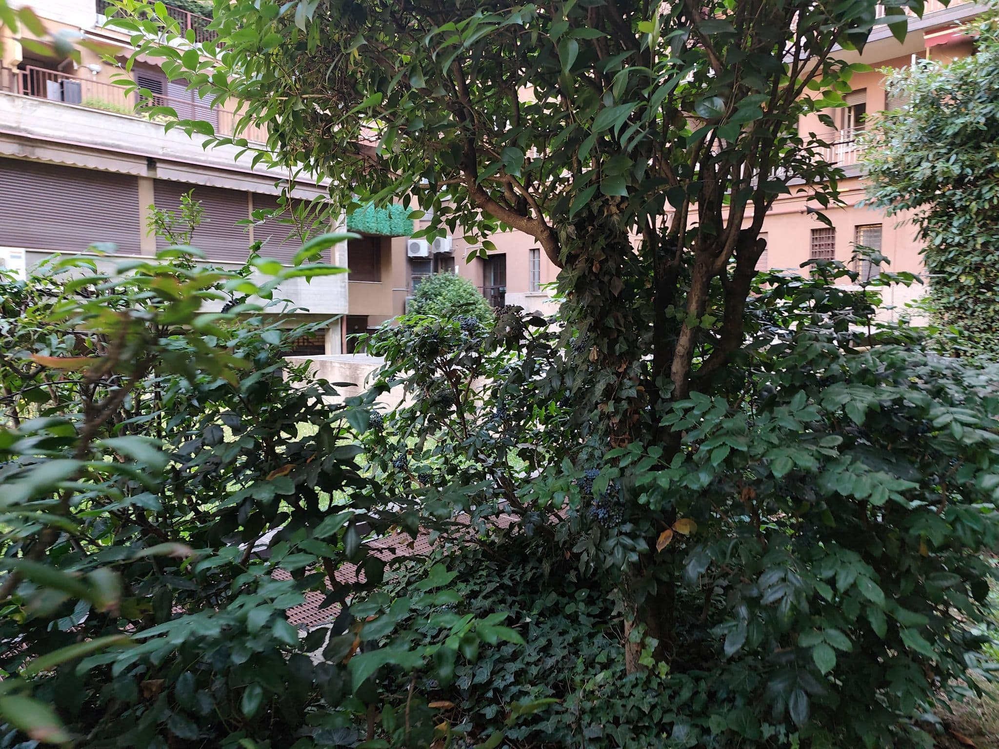 Street view near Allegra, Bologna — © eandre (CC BY-SA · Mapillary)
