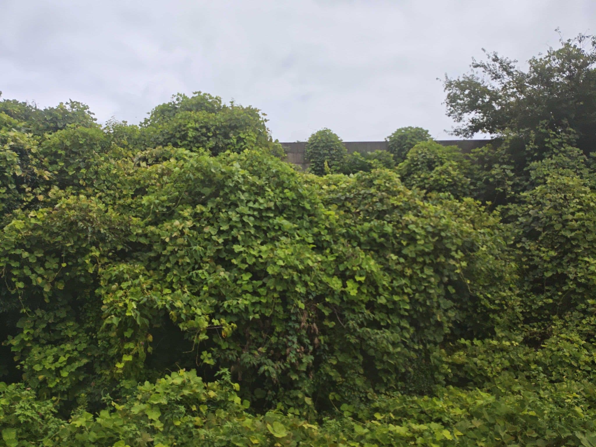 Street view near Kasa del sol ( my apartment ), Gamagōri — © mitz (CC BY-SA · Mapillary)