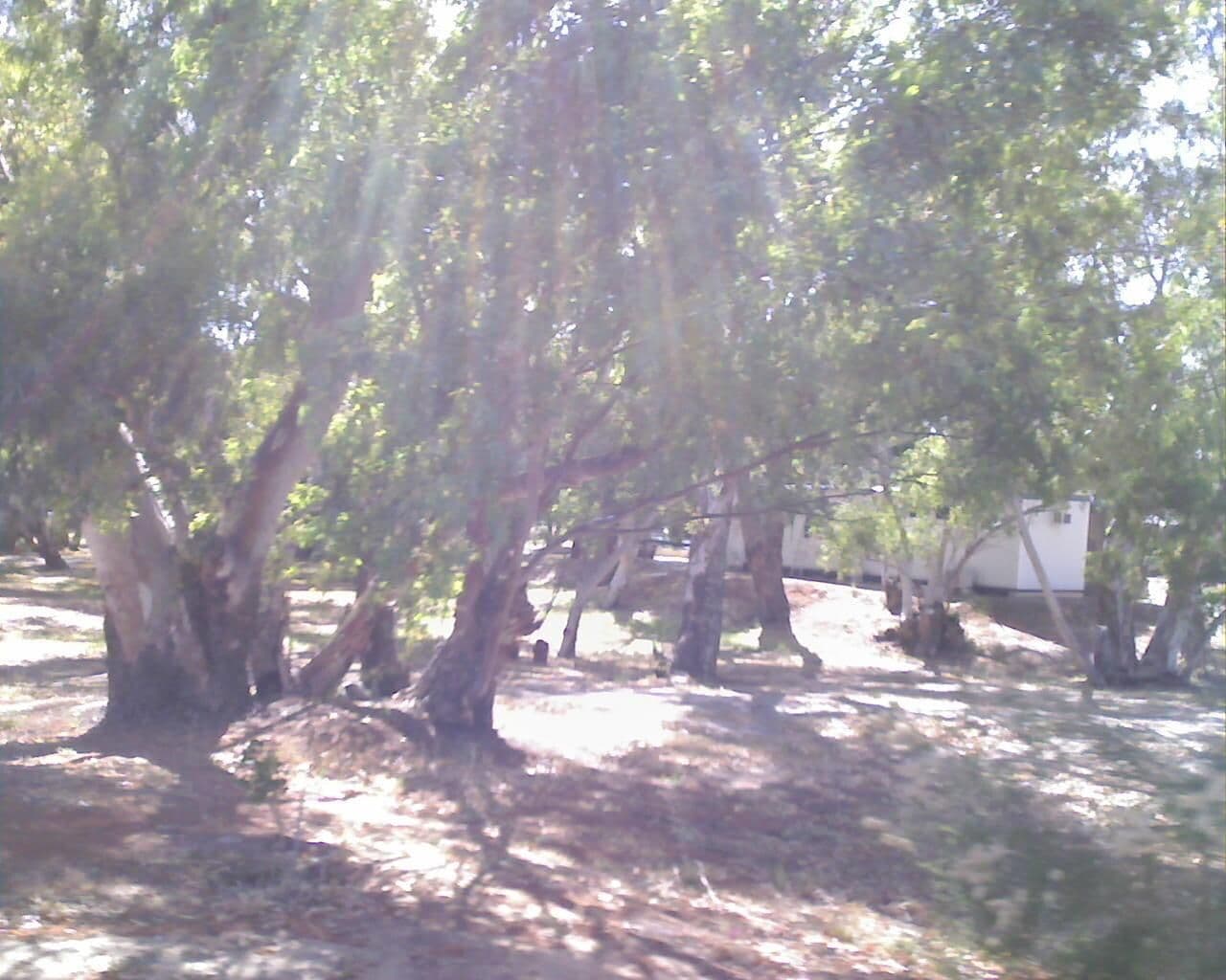 Street view near Mingenew Spring Caravan Park, Dongara — © bob3bob3 (CC BY-SA · Mapillary)