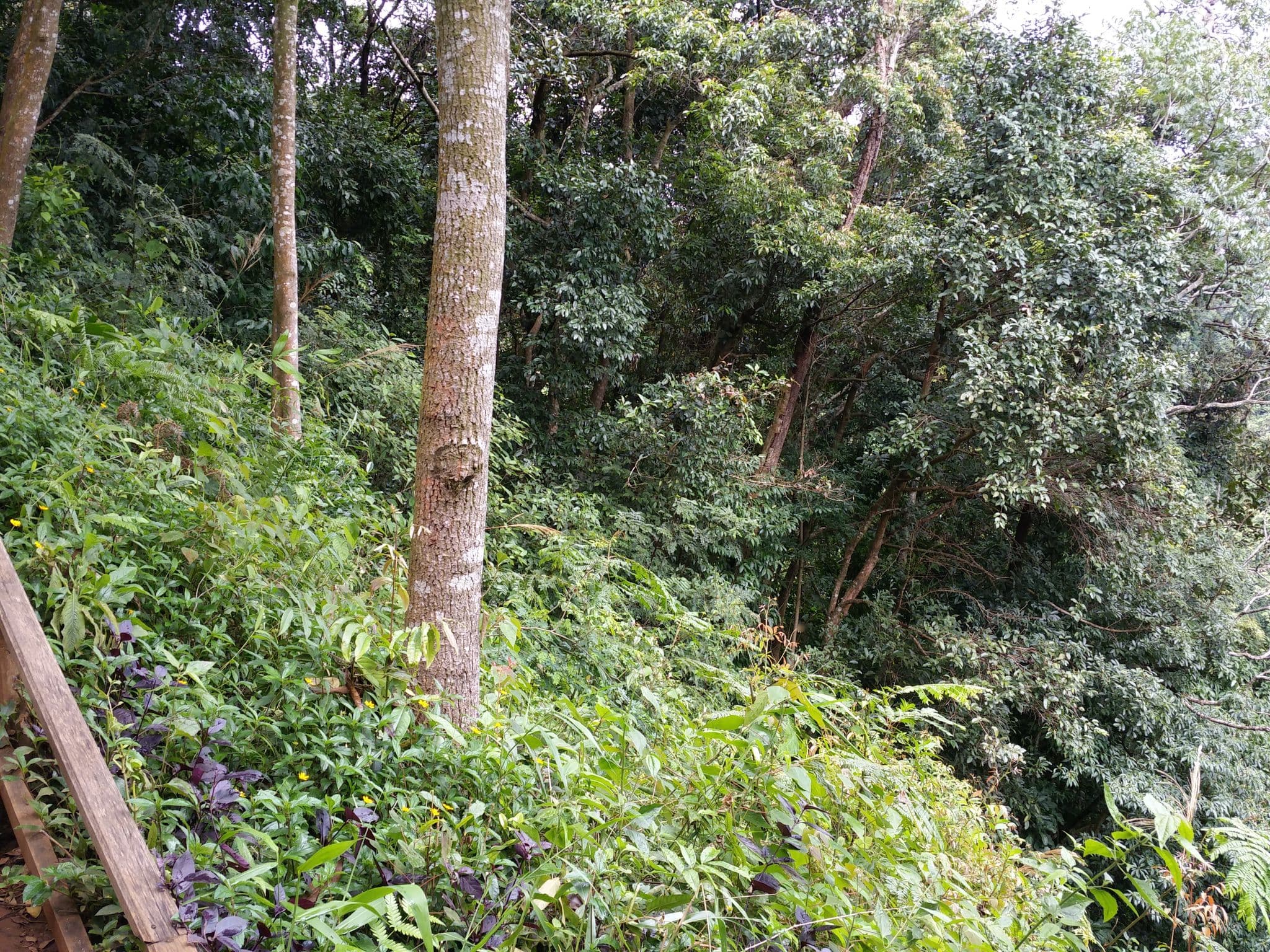 Street view near Tad Fane Resort, Pakxong — © shlublu (CC BY-SA · Mapillary)