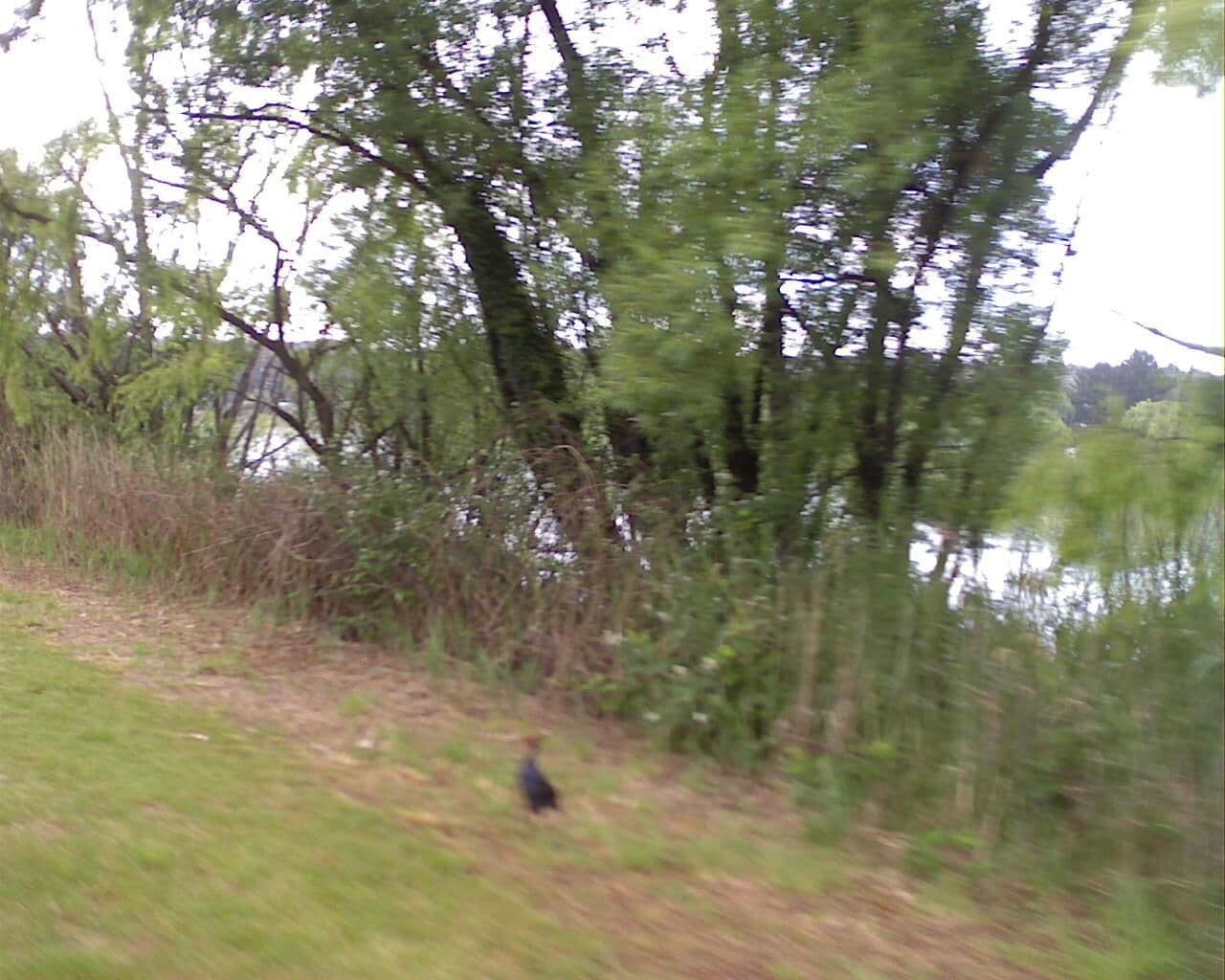 Street view near Lake Wallace, Wallerawang — © bob3bob3 (CC BY-SA · Mapillary)