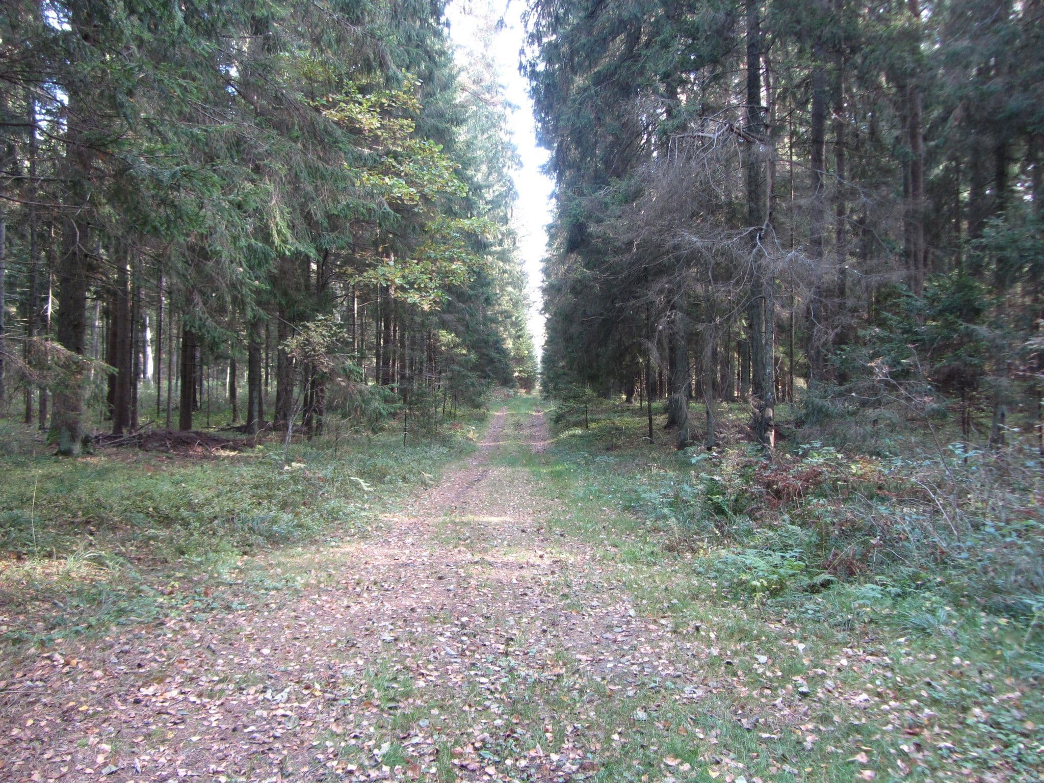Street view near Jaskoniškių II stovyklavietė, Rokiškis — © vietoveslt (CC BY-SA · Mapillary)