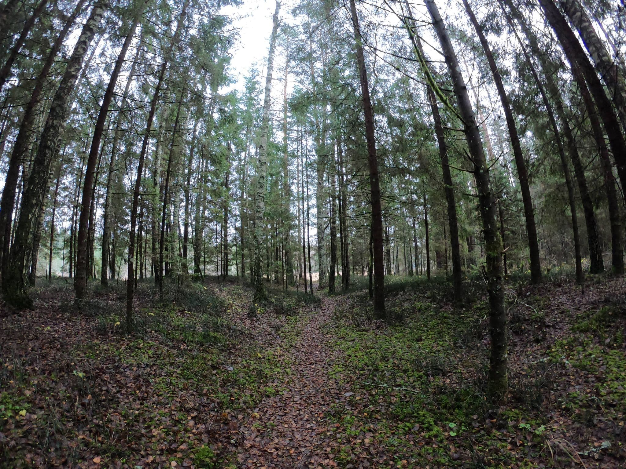 Street view near Katrīnas, Līgatne — © richlv (CC BY-SA · Mapillary)