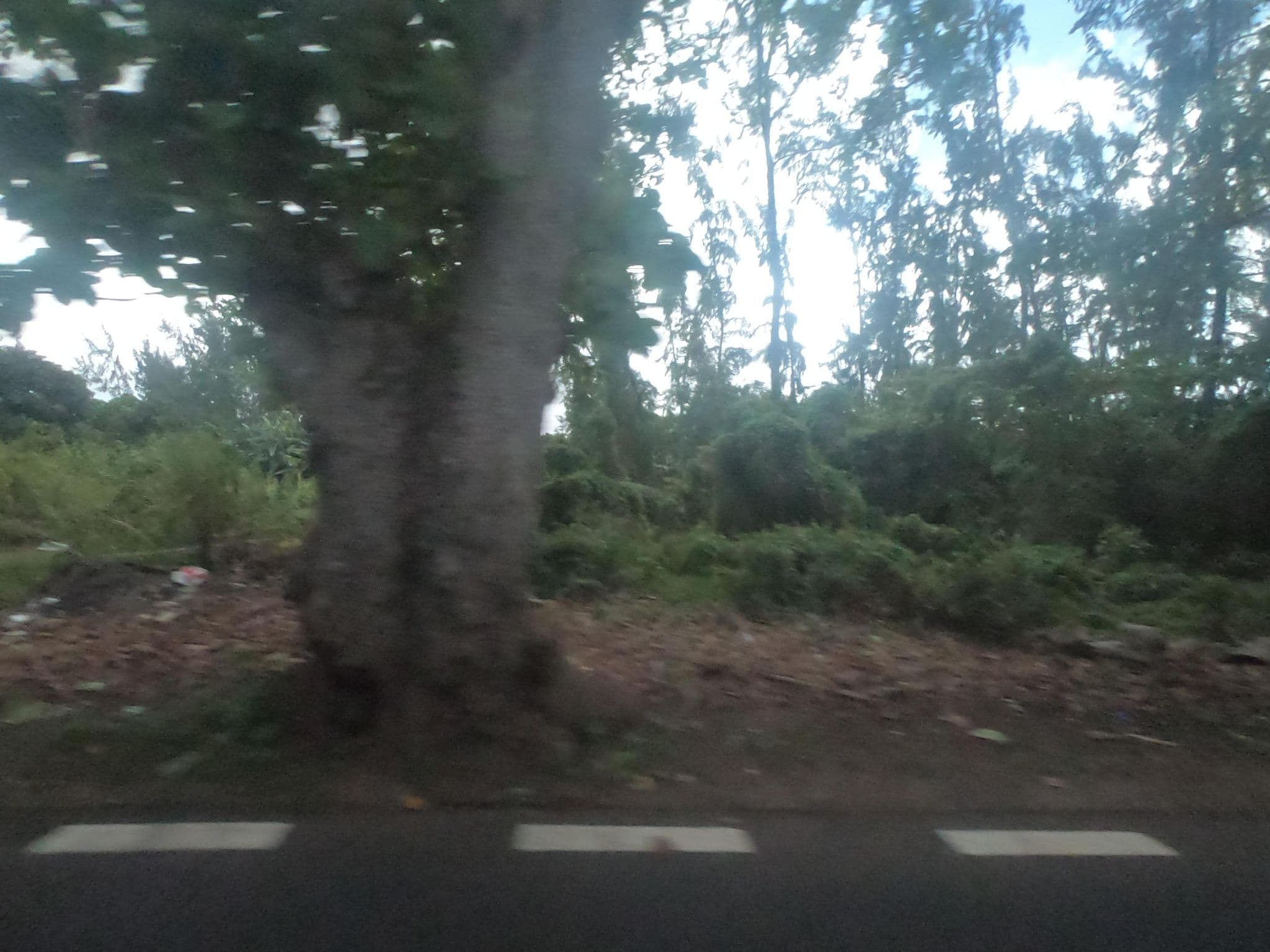 Street view near Escale Du Sud, Surinam — © filohipo (CC BY-SA · Mapillary)