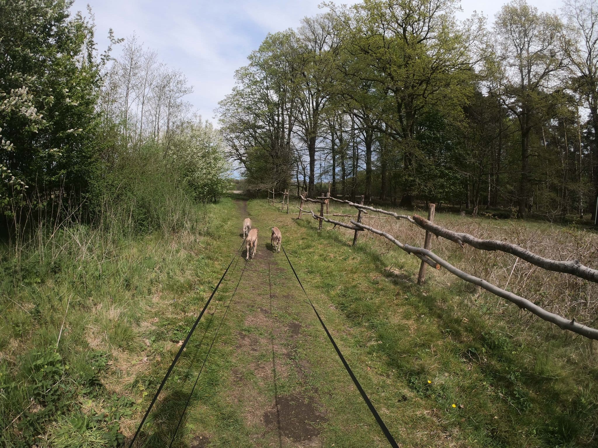 Street view near De Nachtzwaluw, Hooge Mierde — © escada (CC BY-SA · Mapillary)