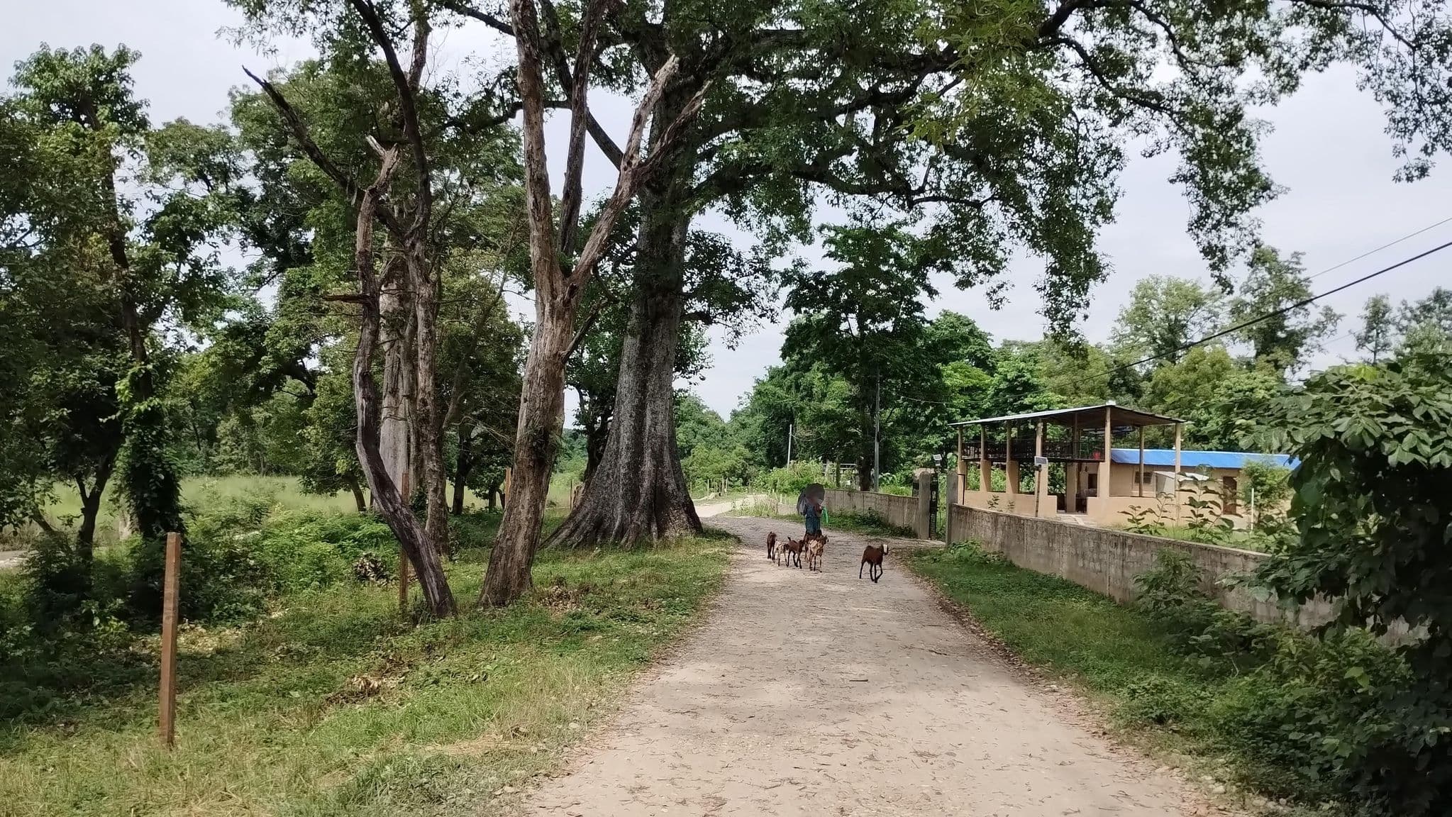 Street view near Namaste Bardiya Resort, Ṭikāpur — © olily (CC BY-SA · Mapillary)