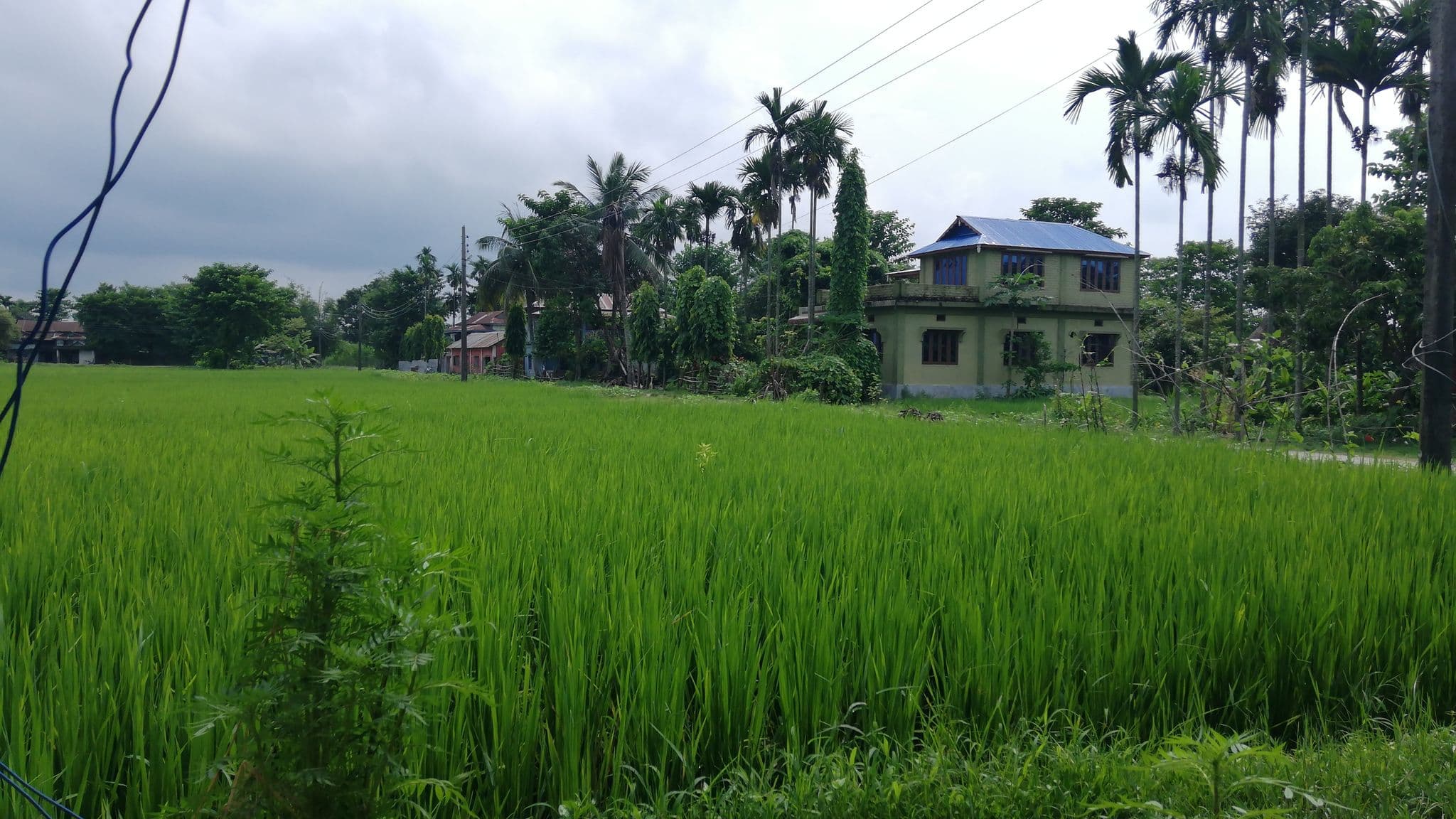 Street view near vAdhikari Residence, Bhadrapur — © vadhikari (CC BY-SA · Mapillary)