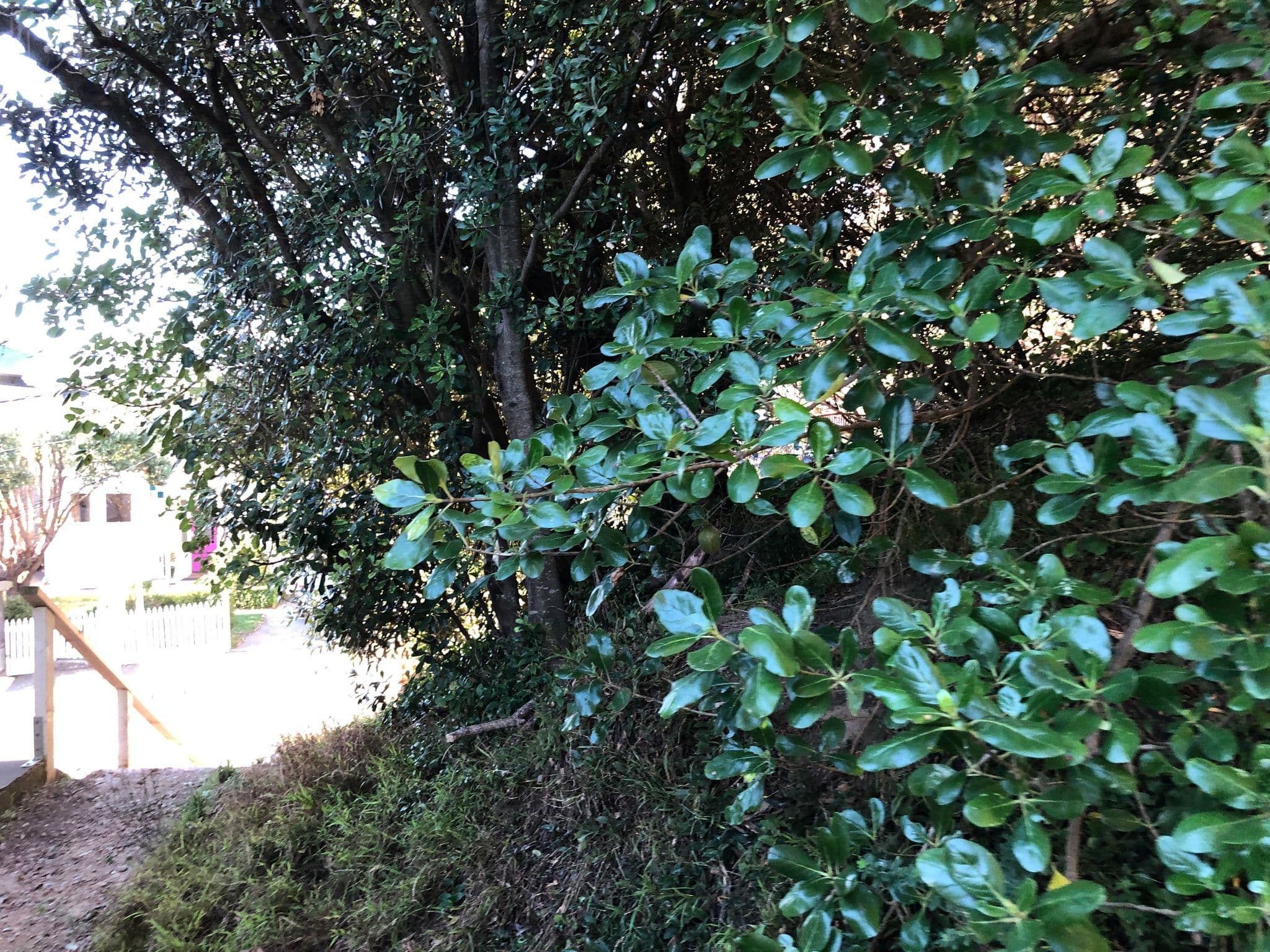 Street view near Booklovers B&B, Mount Victoria — © bswatkins (CC BY-SA · Mapillary)