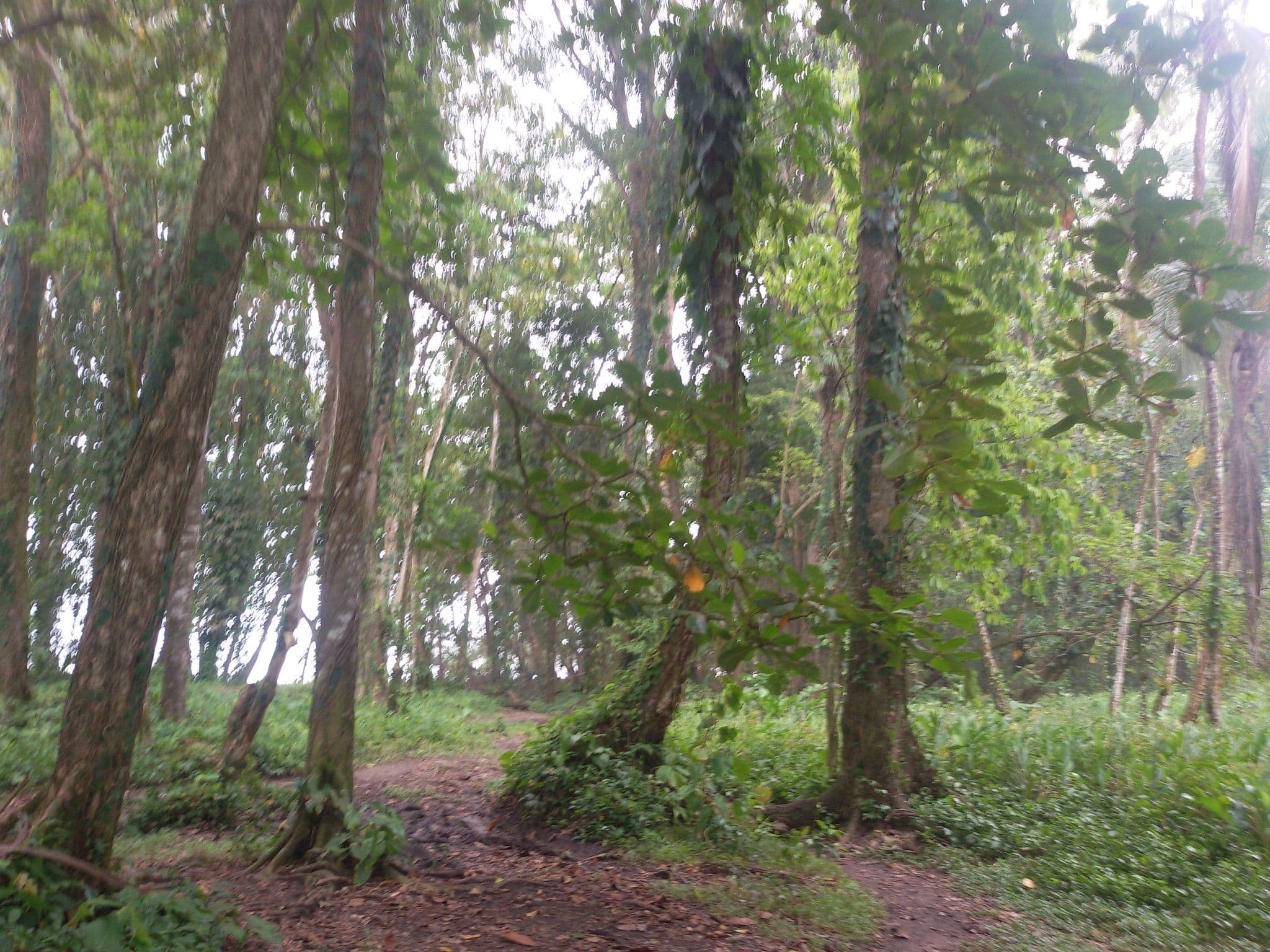Street view near Selina Hostel Puerto Viejo, Barranco Adentro — © srtabecky (CC BY-SA · Mapillary)