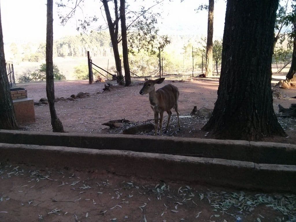 Street view near Mlilwane Wildlife Sanctuary, Lobamba — © janvanbekkum (CC BY-SA · Mapillary)