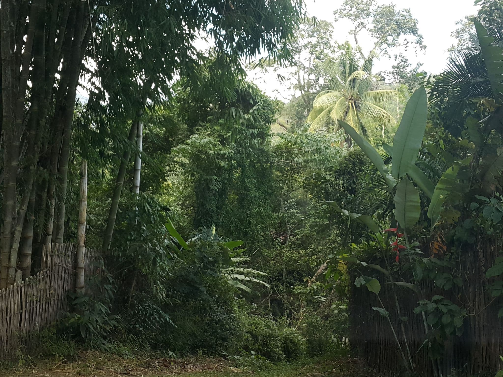 Street view near Chiang Dao Nest Resort, Phrao — © jrcarlsen (CC BY-SA · Mapillary)