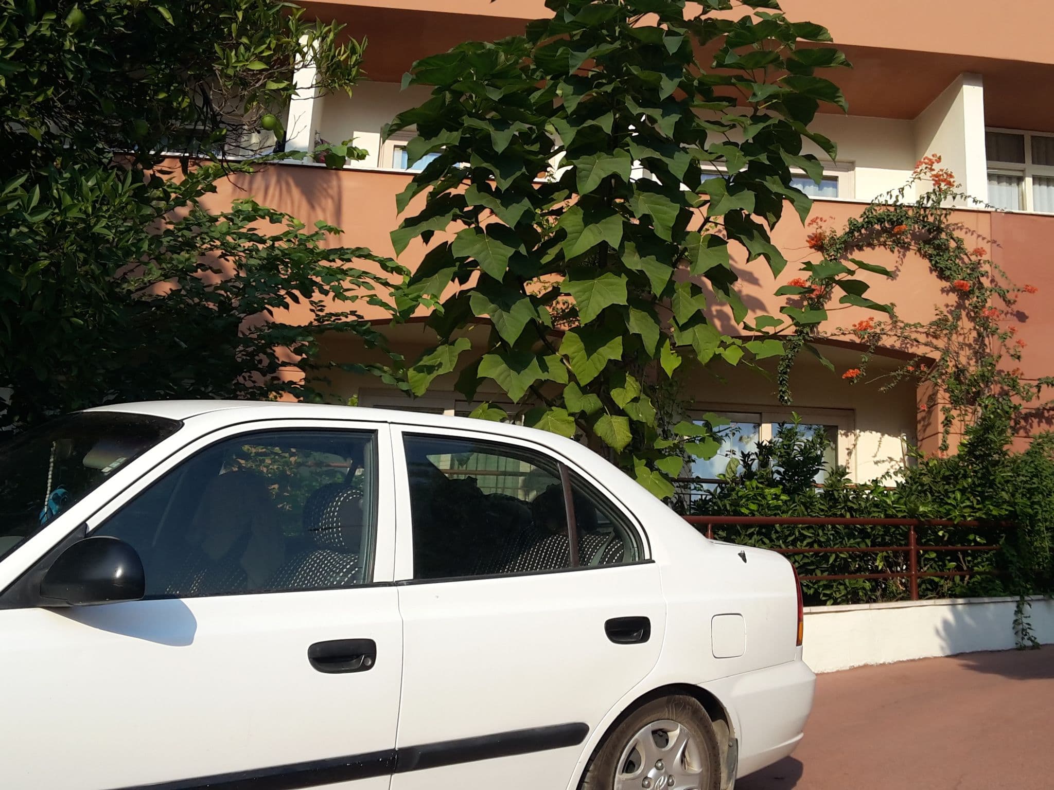 Street view near Rose Resort, Kemer — © bigmap (CC BY-SA · Mapillary)