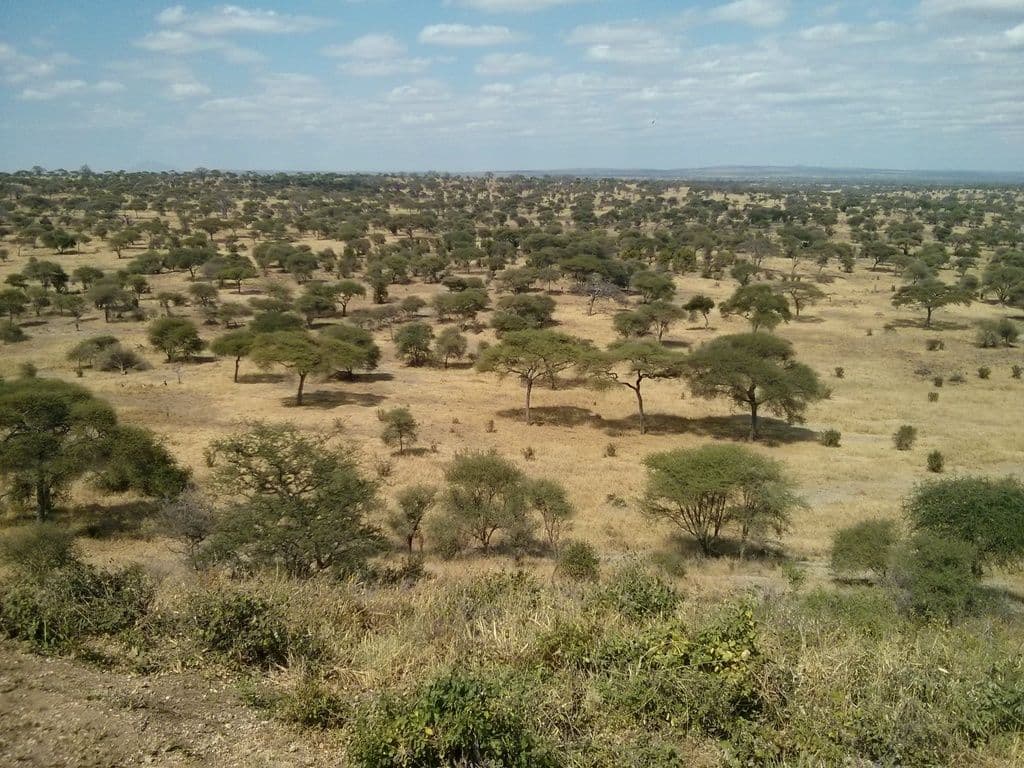 Street view near Tarangire Safari Lodge, Makuyuni — © janvanbekkum (CC BY-SA · Mapillary)