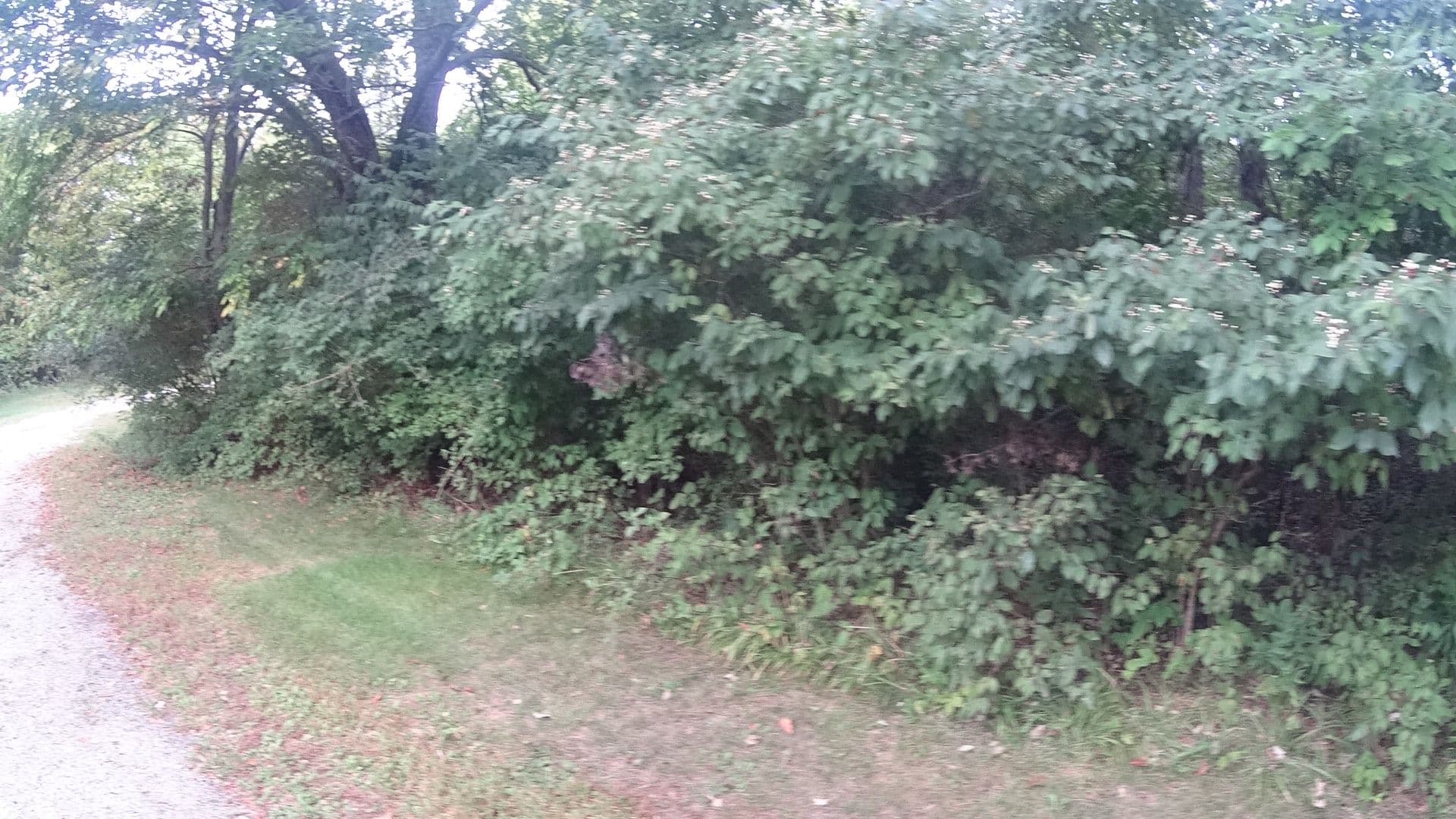 Street view near Stoney Ridge Bed & Breakfast, Sandusky — © mwroblewski (CC BY-SA · Mapillary)