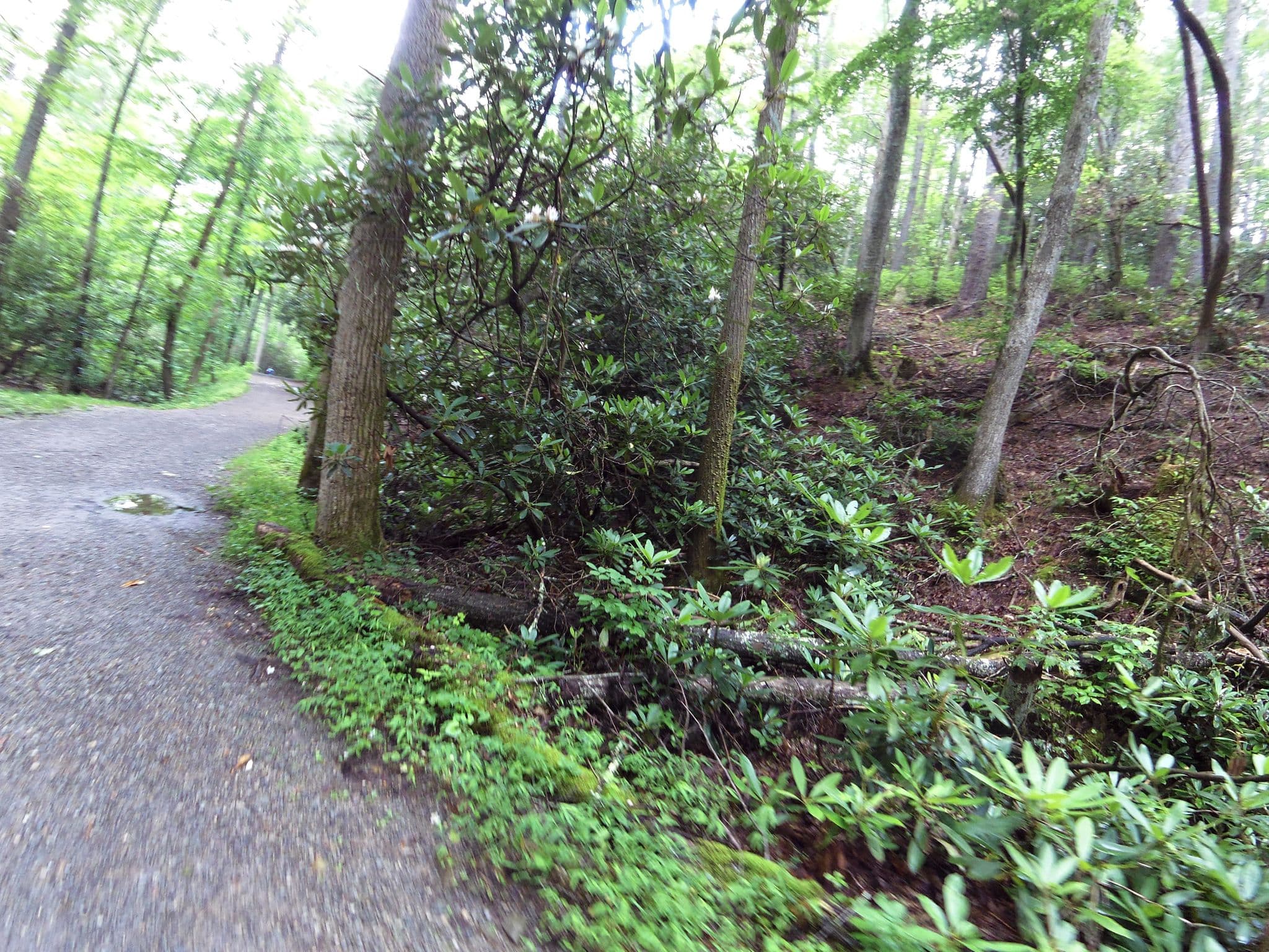 Street view near Anthony Creek Horse Camp, Maryville — © jmriggsbee (CC BY-SA · Mapillary)