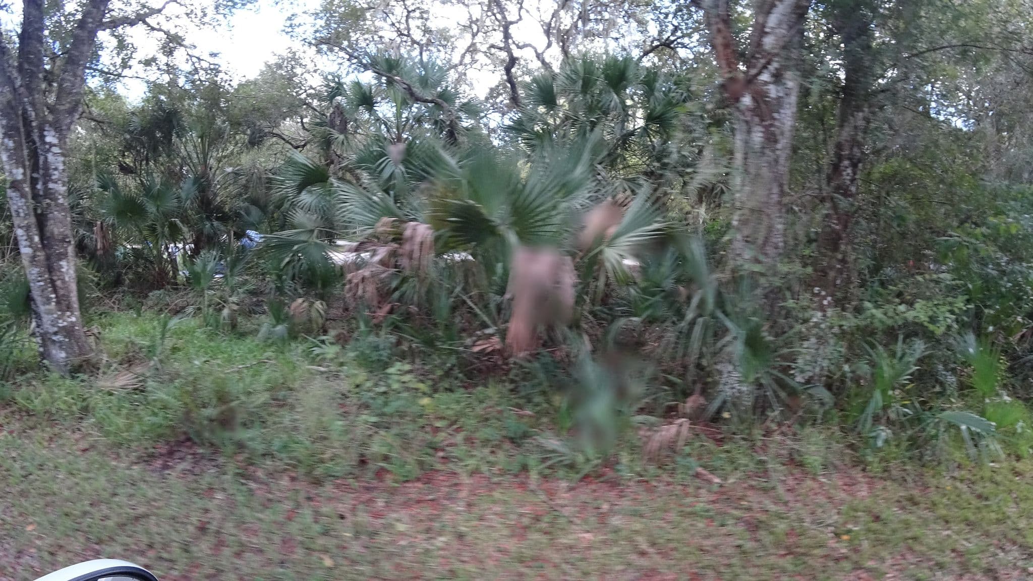 Street view near OP39, Lake Sarasota — © jpace (CC BY-SA · Mapillary)