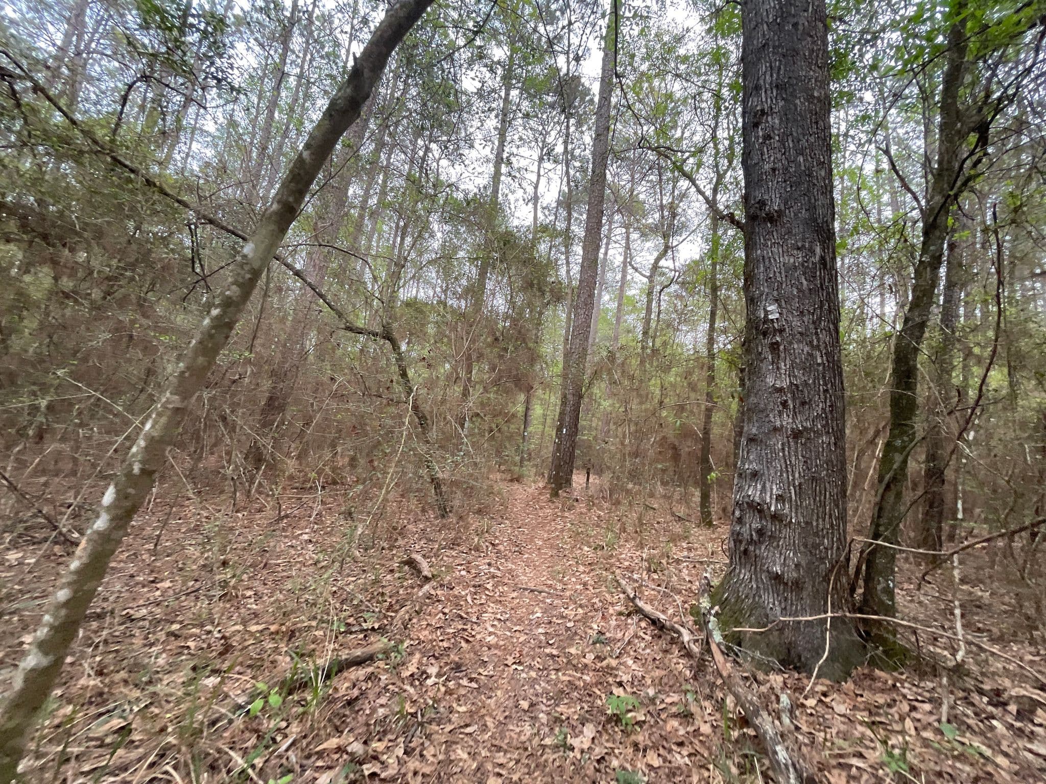 Street view near Phelps Trail Camp, New Waverly — © mapiman (CC BY-SA · Mapillary)
