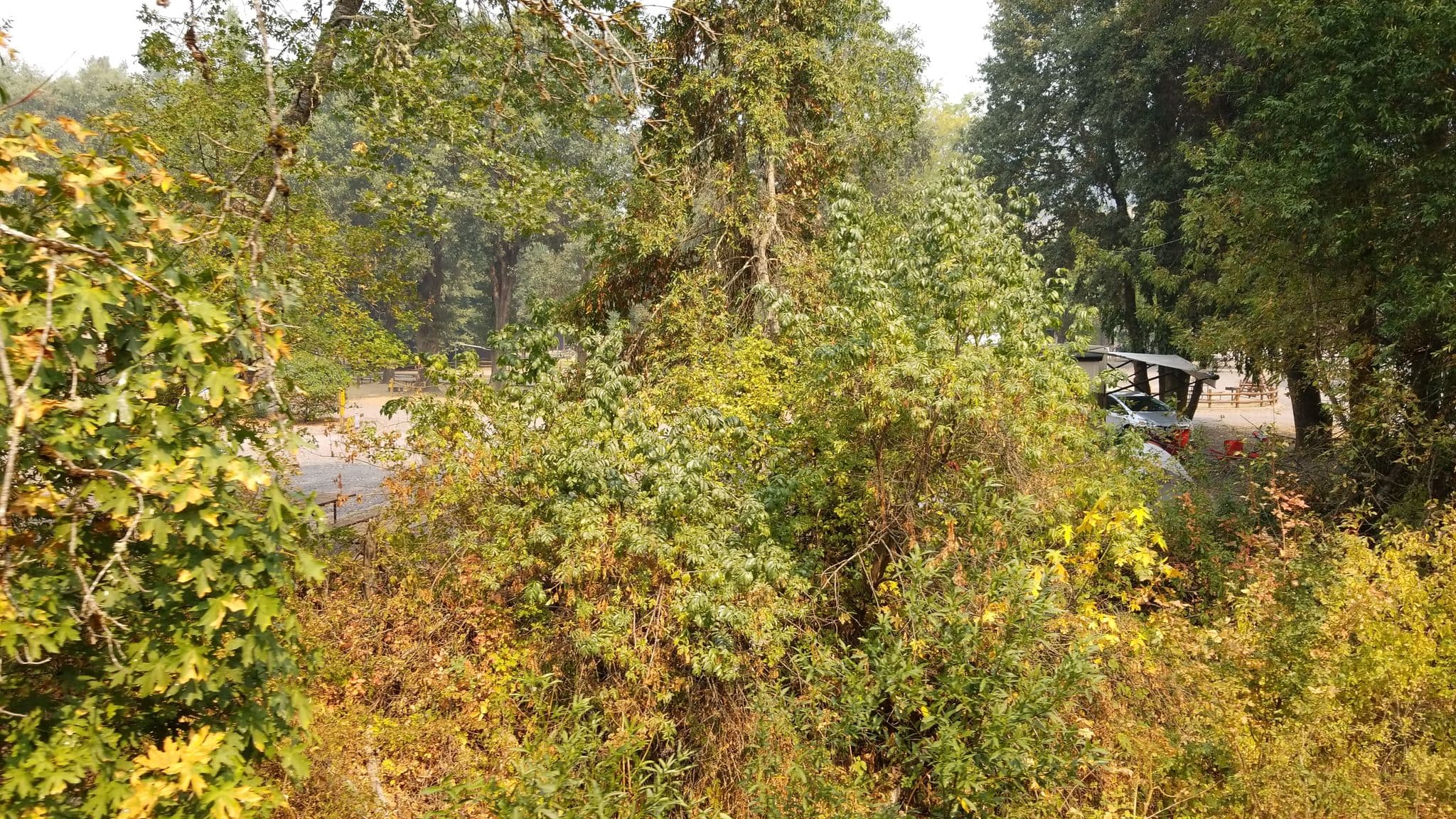 Street view near Mendocino Redwoods RV Resort, Willits — © nmixter (CC BY-SA · Mapillary)