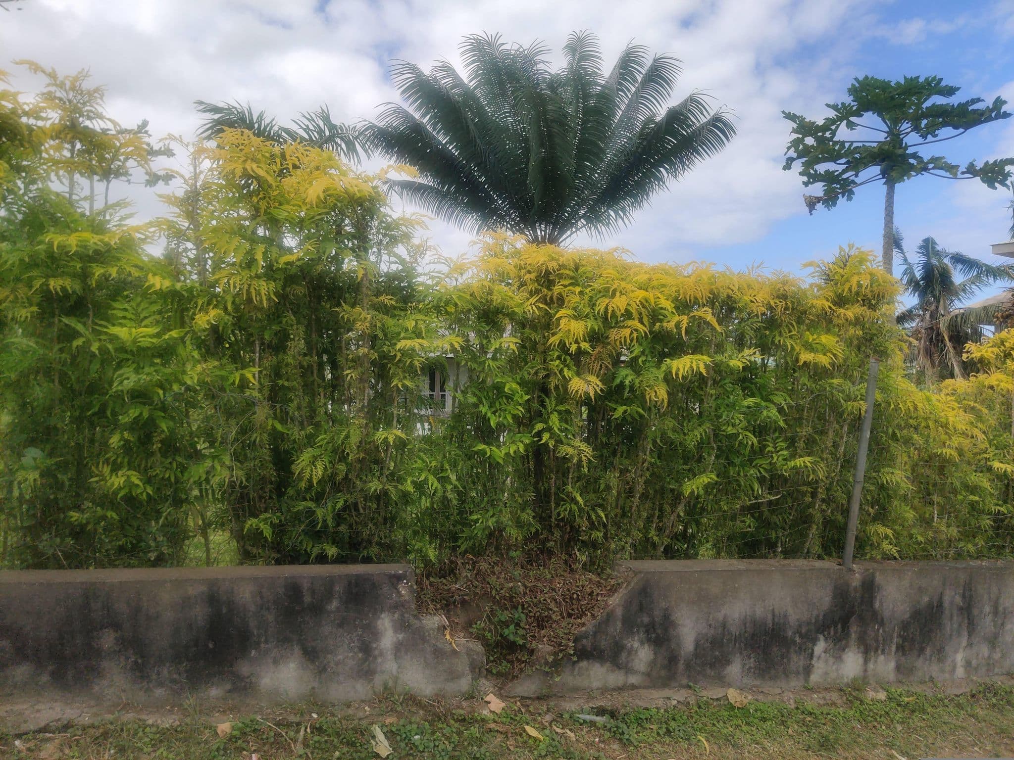 Street view near Gimini Guest House, Port-Vila — © seb1204 (CC BY-SA · Mapillary)