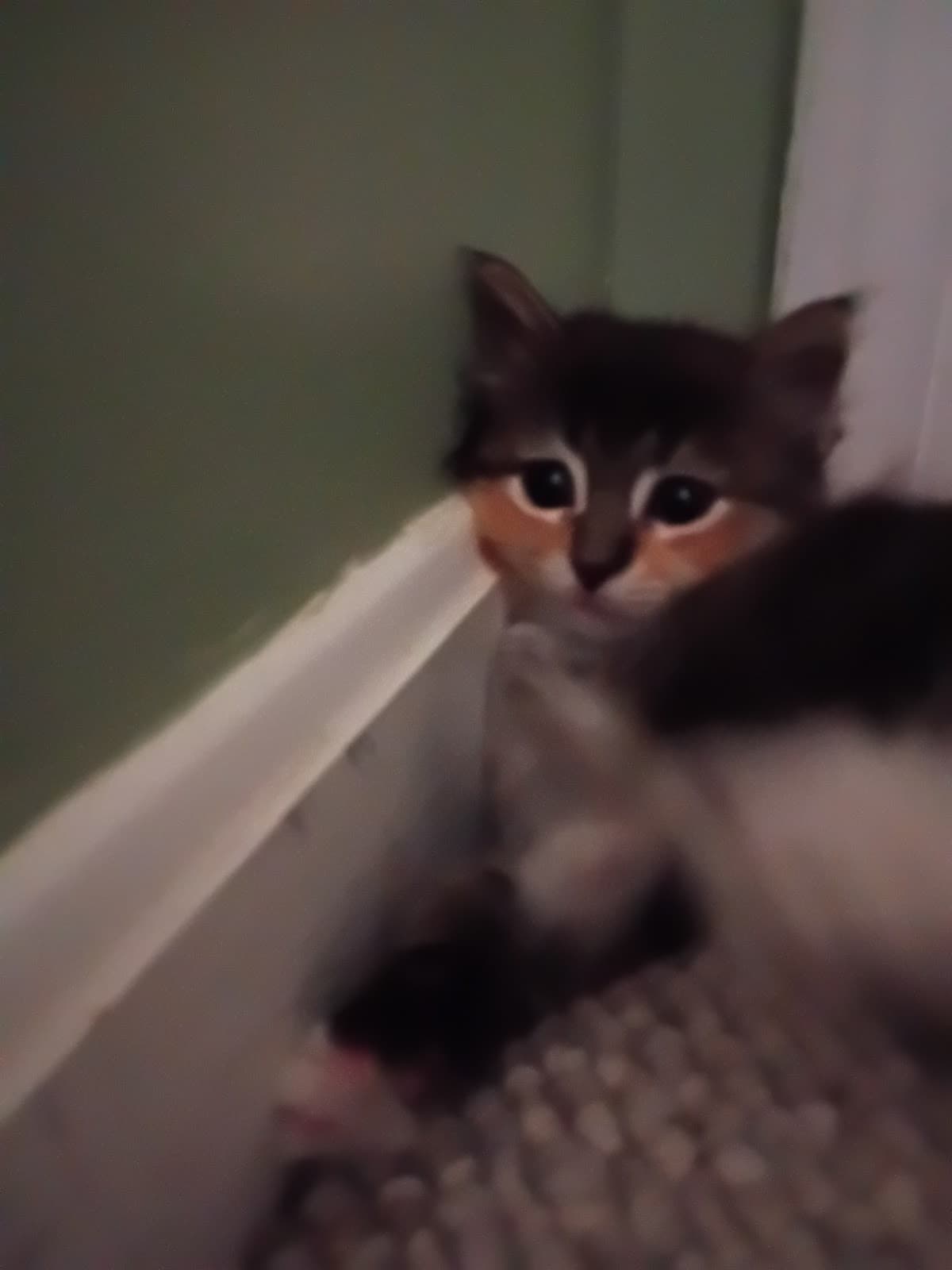 Cat Dream Hotel, Hotel in Cranston