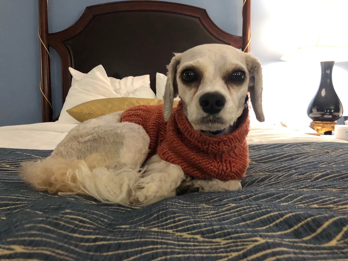 Pet Squad Dog Walking & Event Pet Sitting, Hotel in James Island