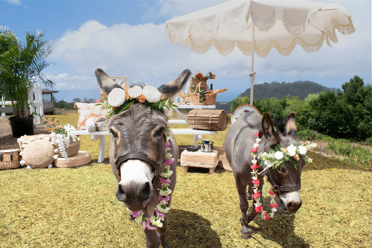 Maui Mini Donkeys, Hotel in Olinda, CDP