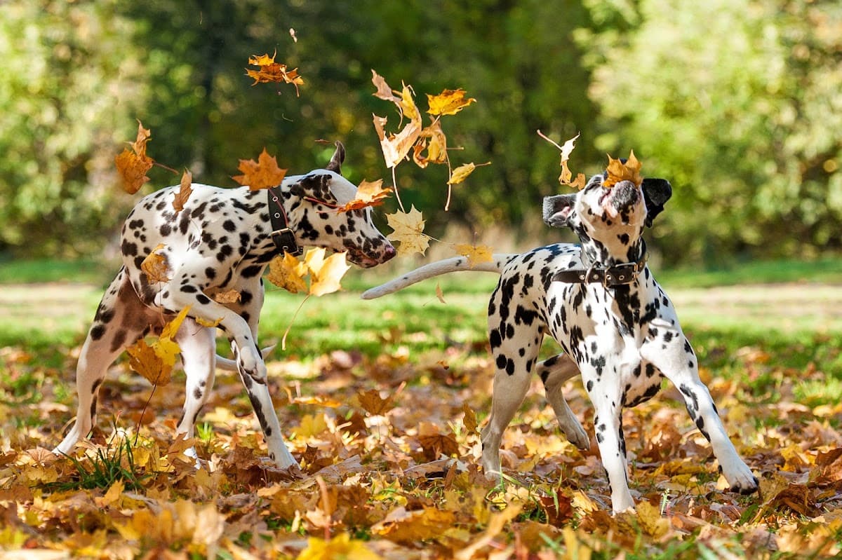 Ivy Pet Resort, Resort in Peachtree City