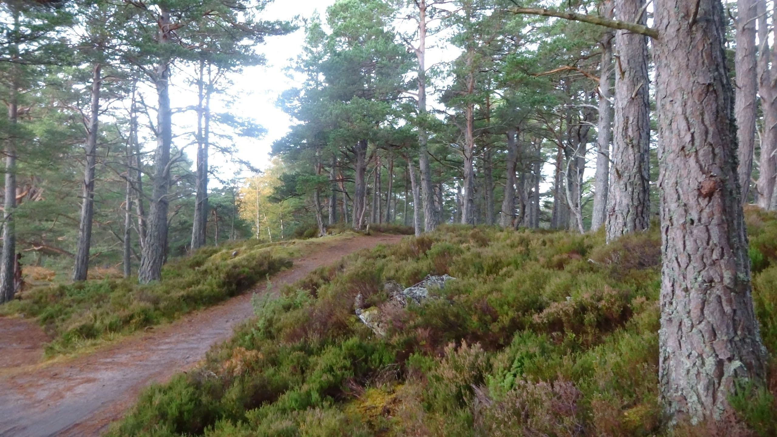 Cairngorm Cottage, Aviemore