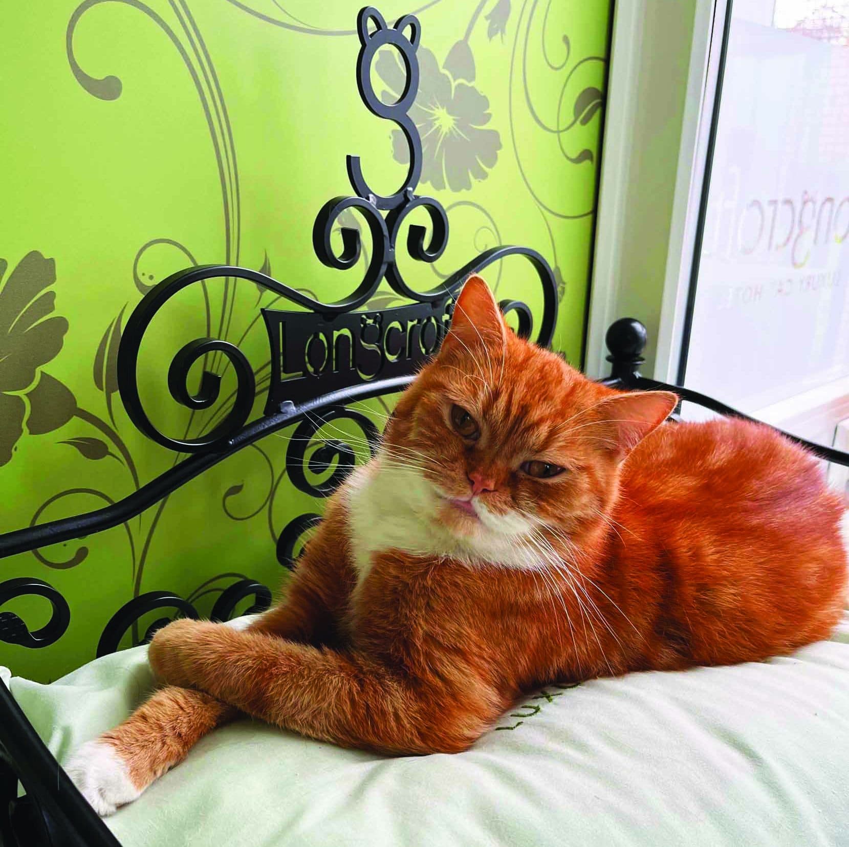Longcroft Luxury Cat Hotel East Barnet, East Barnet
