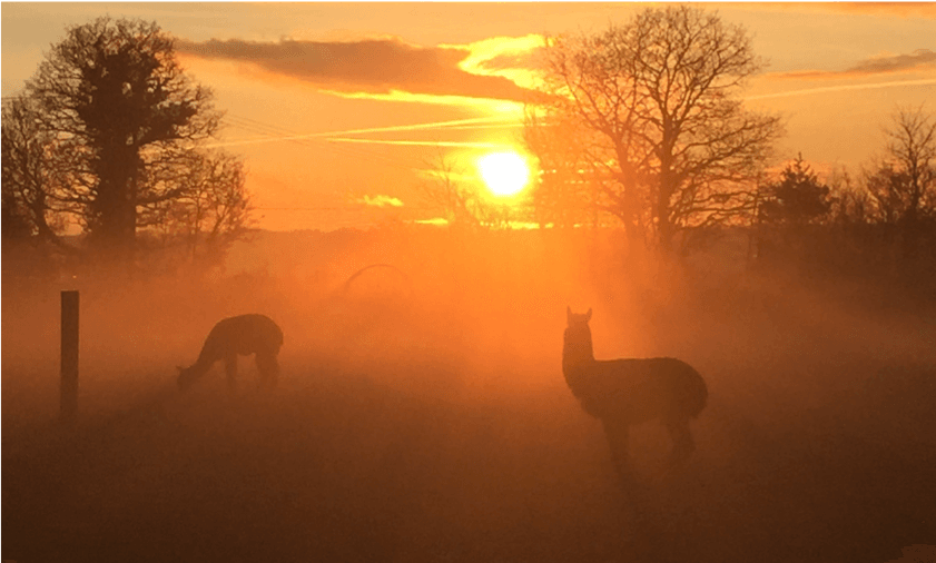 Fuzzy's Farm, Berkhamsted