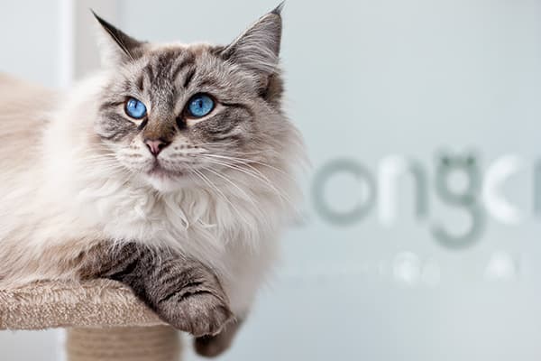 Longcroft Luxury Cat Hotel Orpington / Greater London, Orpington
