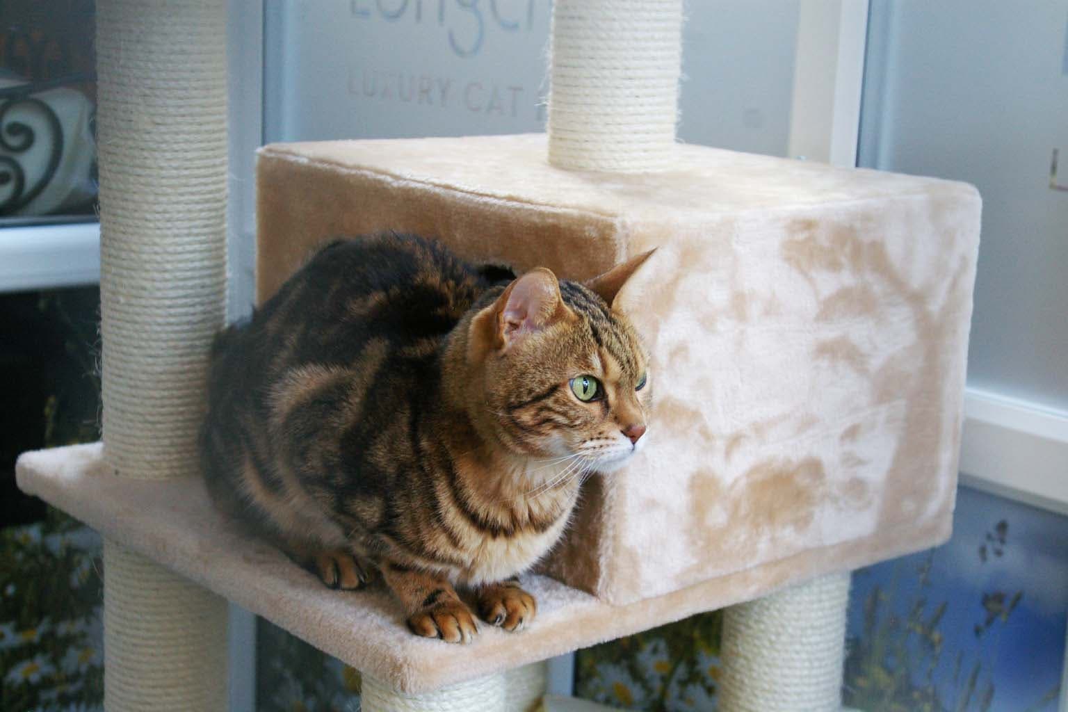 Longcroft Luxury Cat Hotel Flitwick, Flitwick