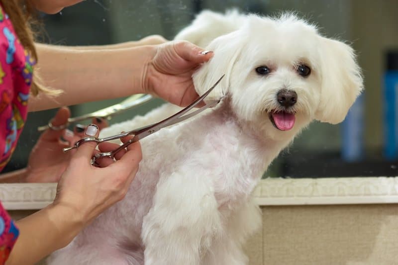 Barkin Barbers & Pet Hotel, Kilrea