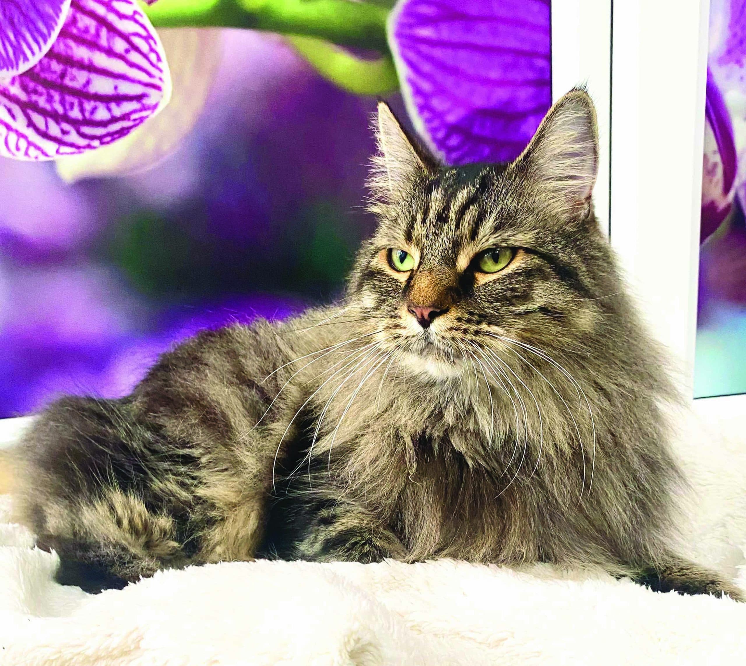 Longcroft Luxury Cat Hotel Cuffley, Cuffley