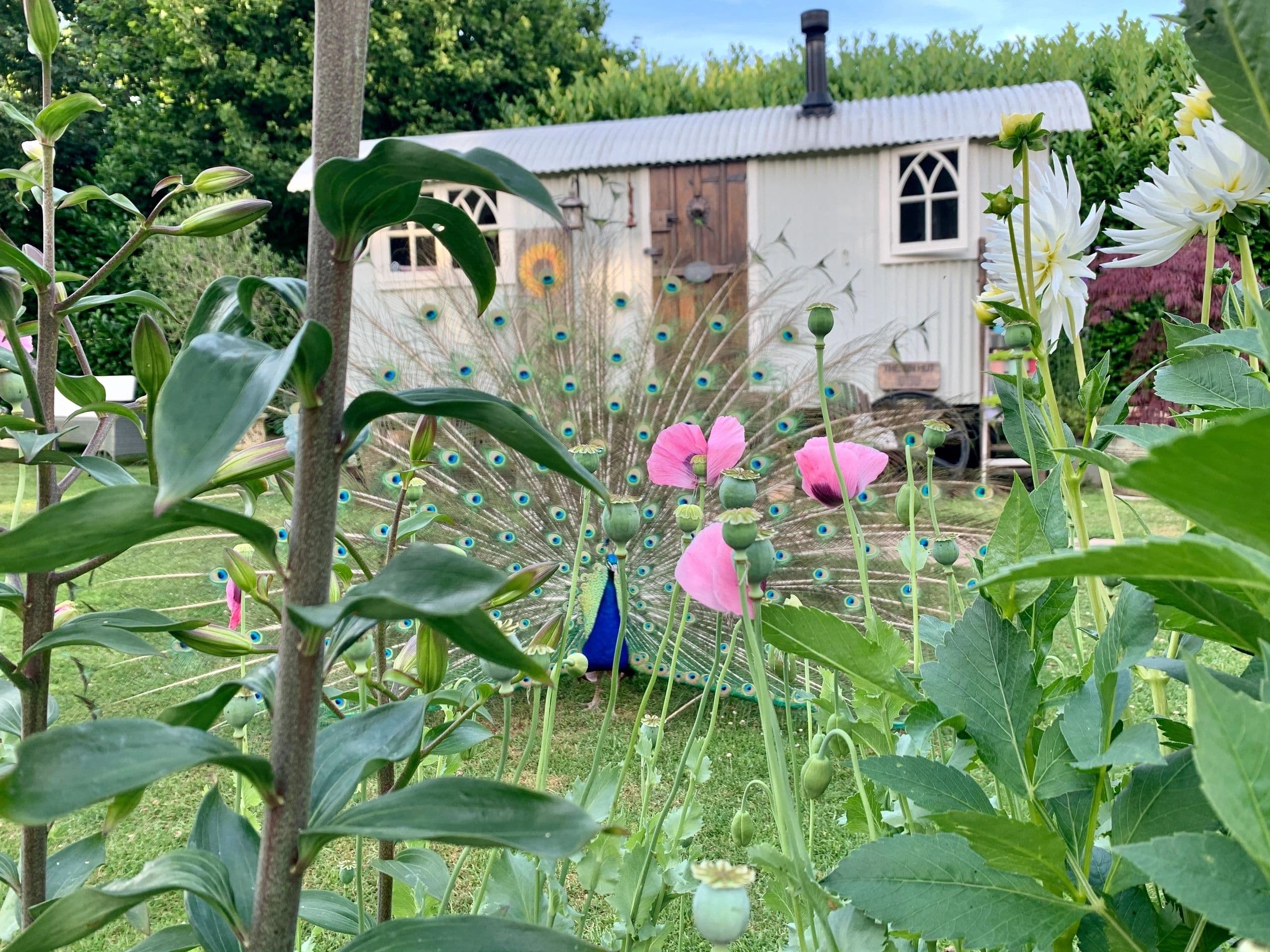 Shepherds Hut Hampshire, Swanmore