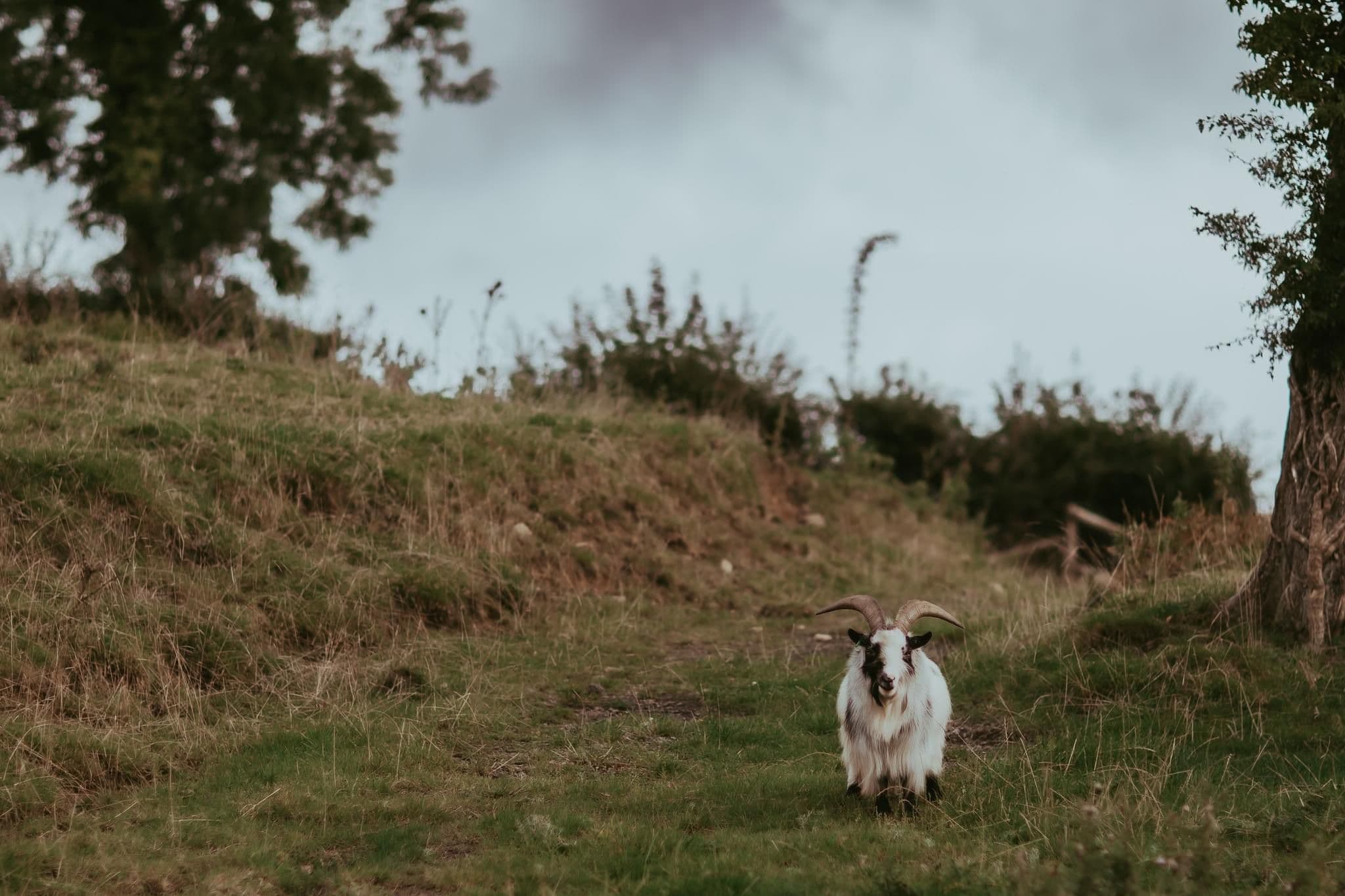 Gilfach Gower, Ammanford