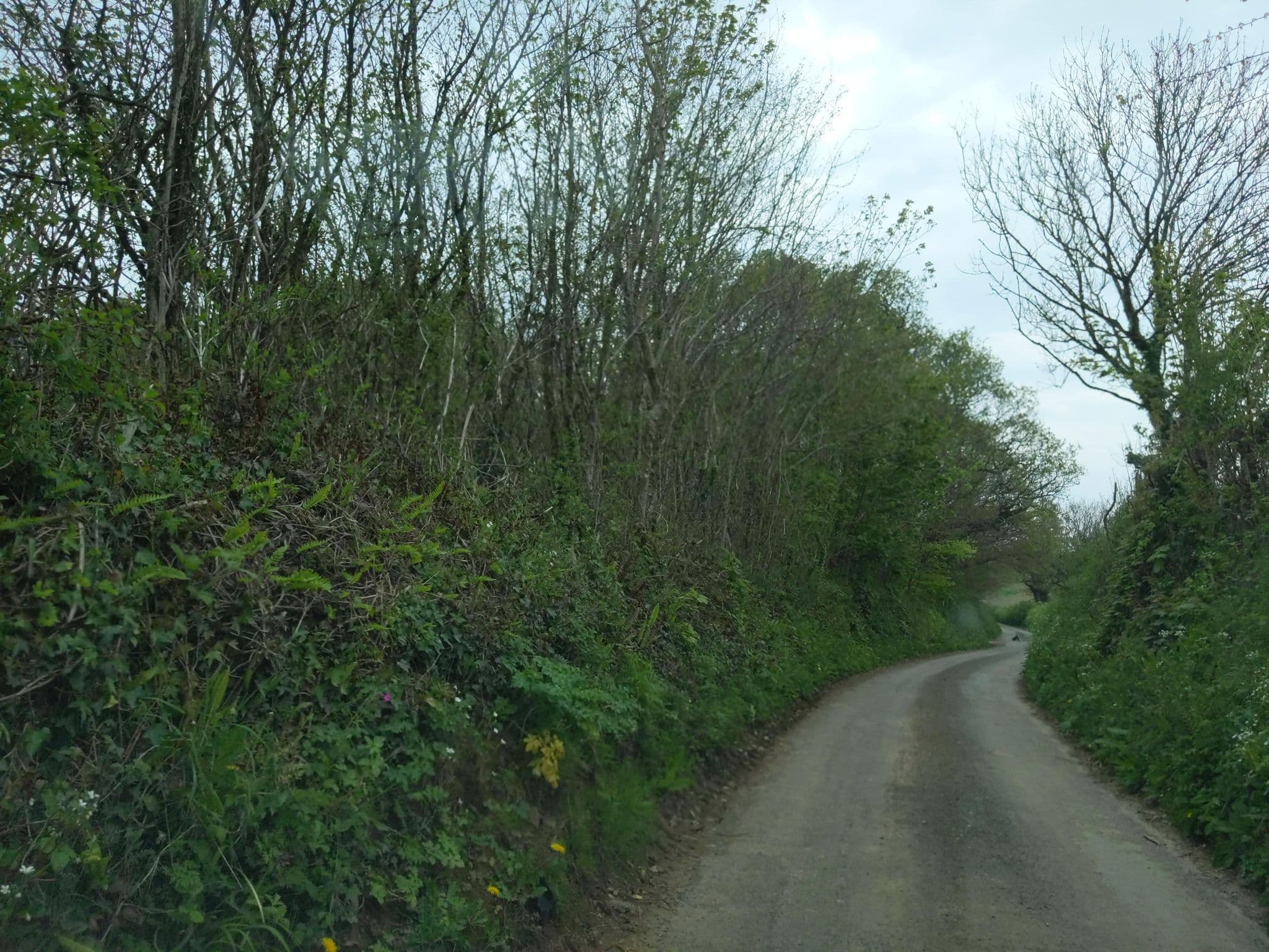 Street view near Gentian Hill Pet Hotel, Yealmpton — © WaggyDog (CC BY-SA · Mapillary)