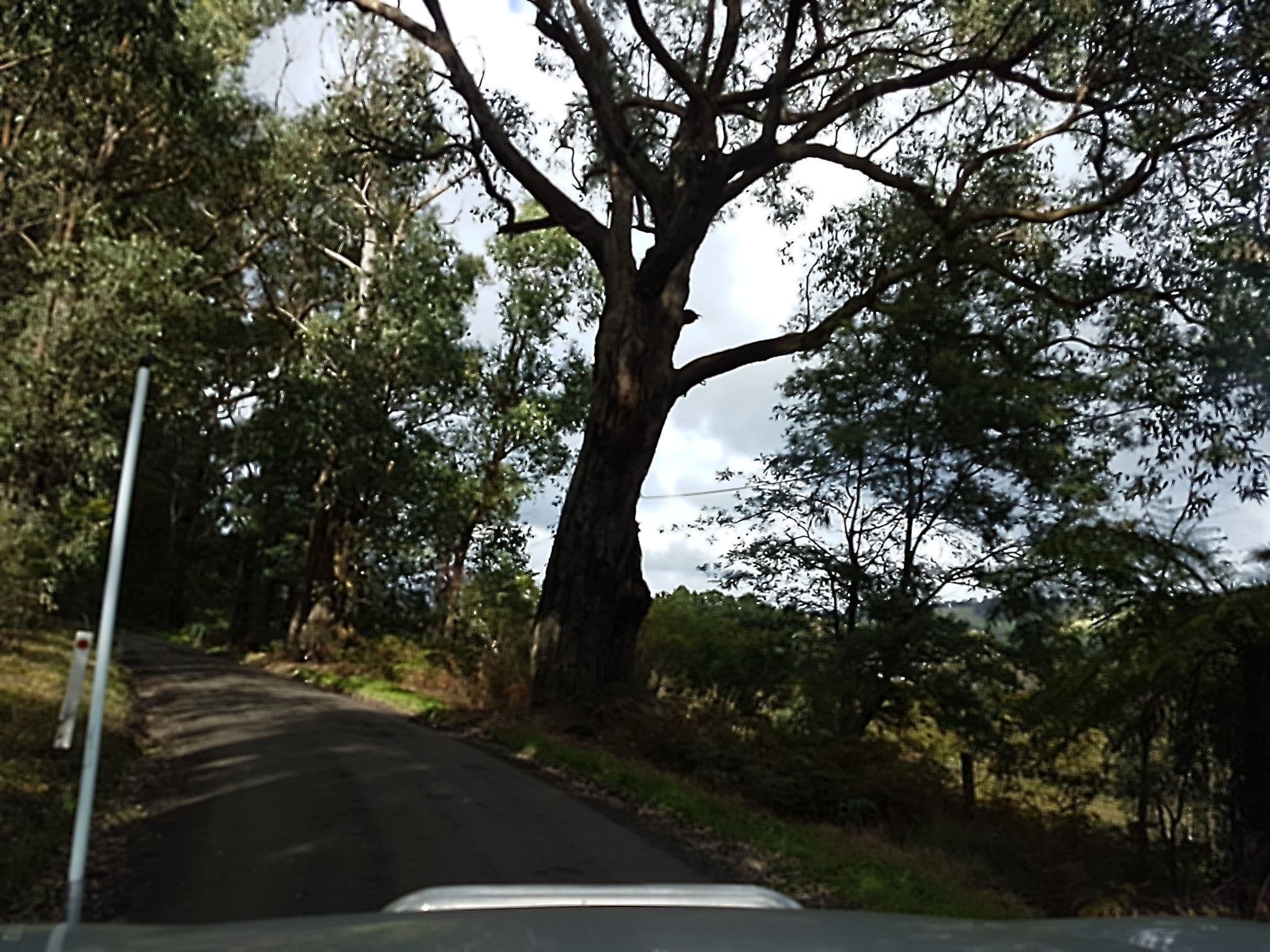 Street view near Nurture Creek, Monbulk — © stev391 (CC BY-SA · Mapillary)