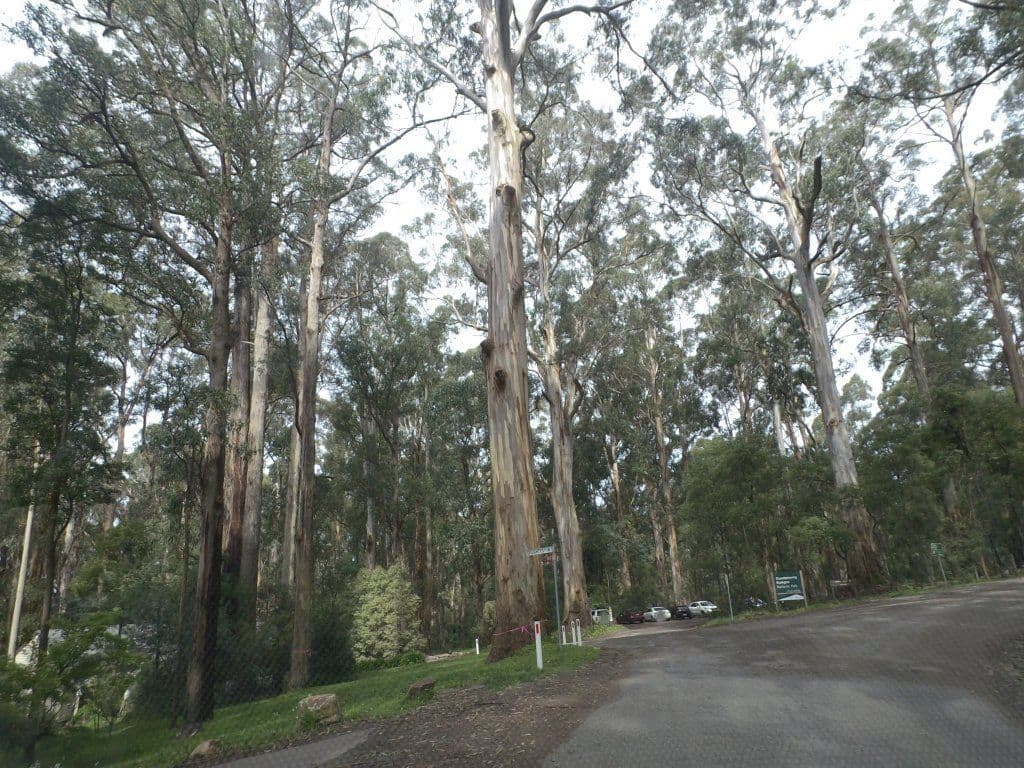 Street view near Fernview on Falls - Entire Place, Mount Dandenong — © mander (CC BY-SA · Mapillary)