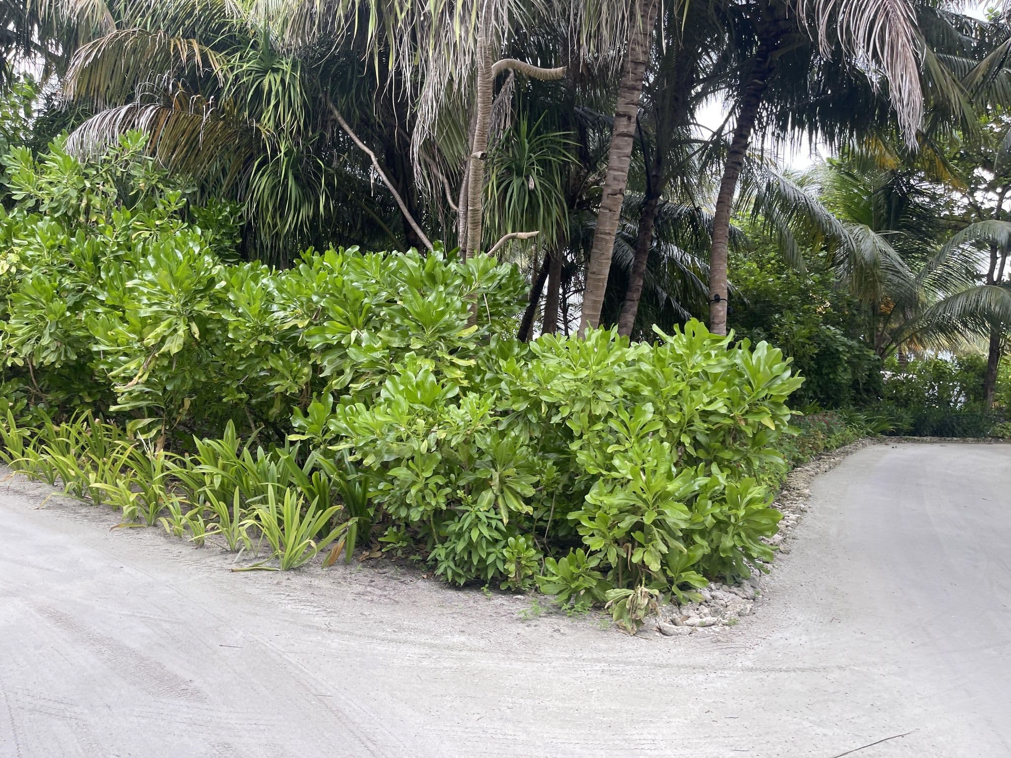 Street view near Pullman Maldives Maamutaa Resort, Viligili — © stoebi (CC BY-SA · Mapillary)