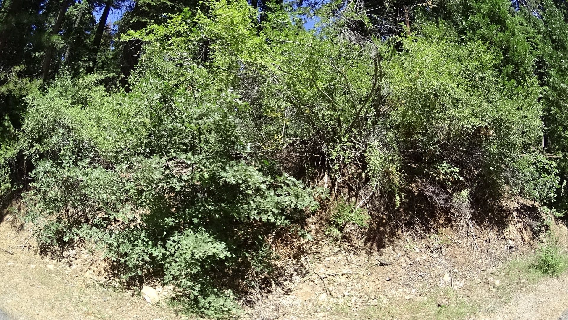 Street view near Moore Big Trees (Kids Paradise), Forest Meadows — © marker_geo (CC BY-SA · Mapillary)