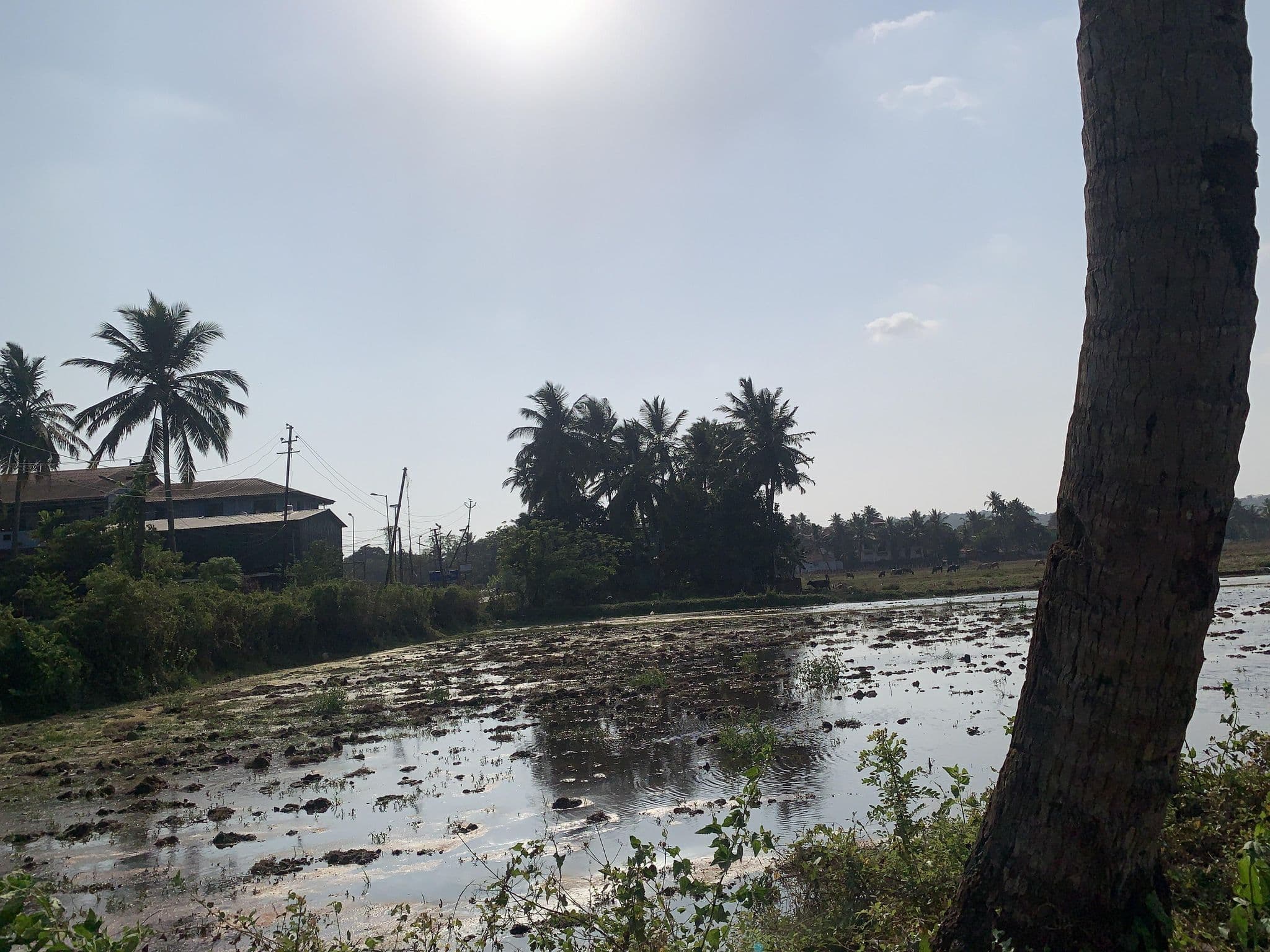 Street view near Casa Menezes, Goa Velha — © planemad (CC BY-SA · Mapillary)