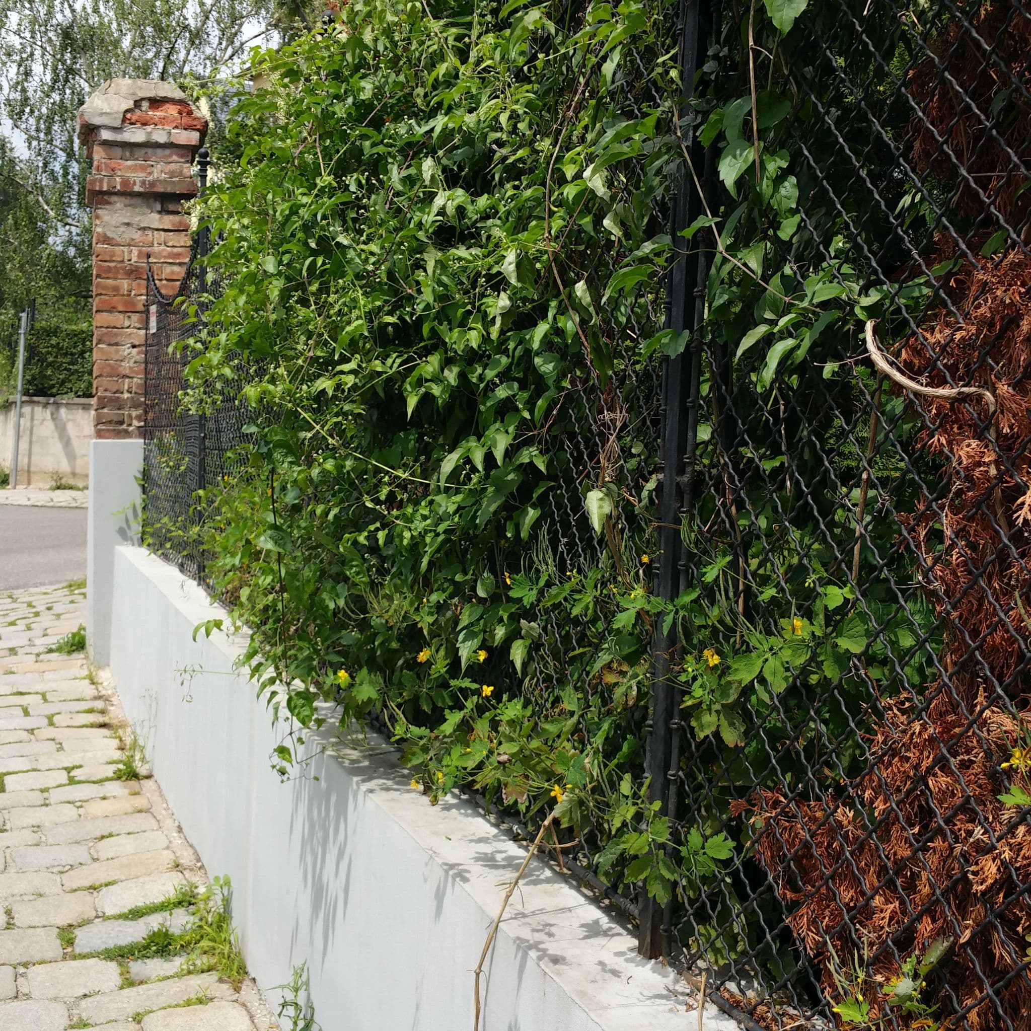 Street view near Schmid Karin, Ottakring — © hermannmucke (CC BY-SA · Mapillary)