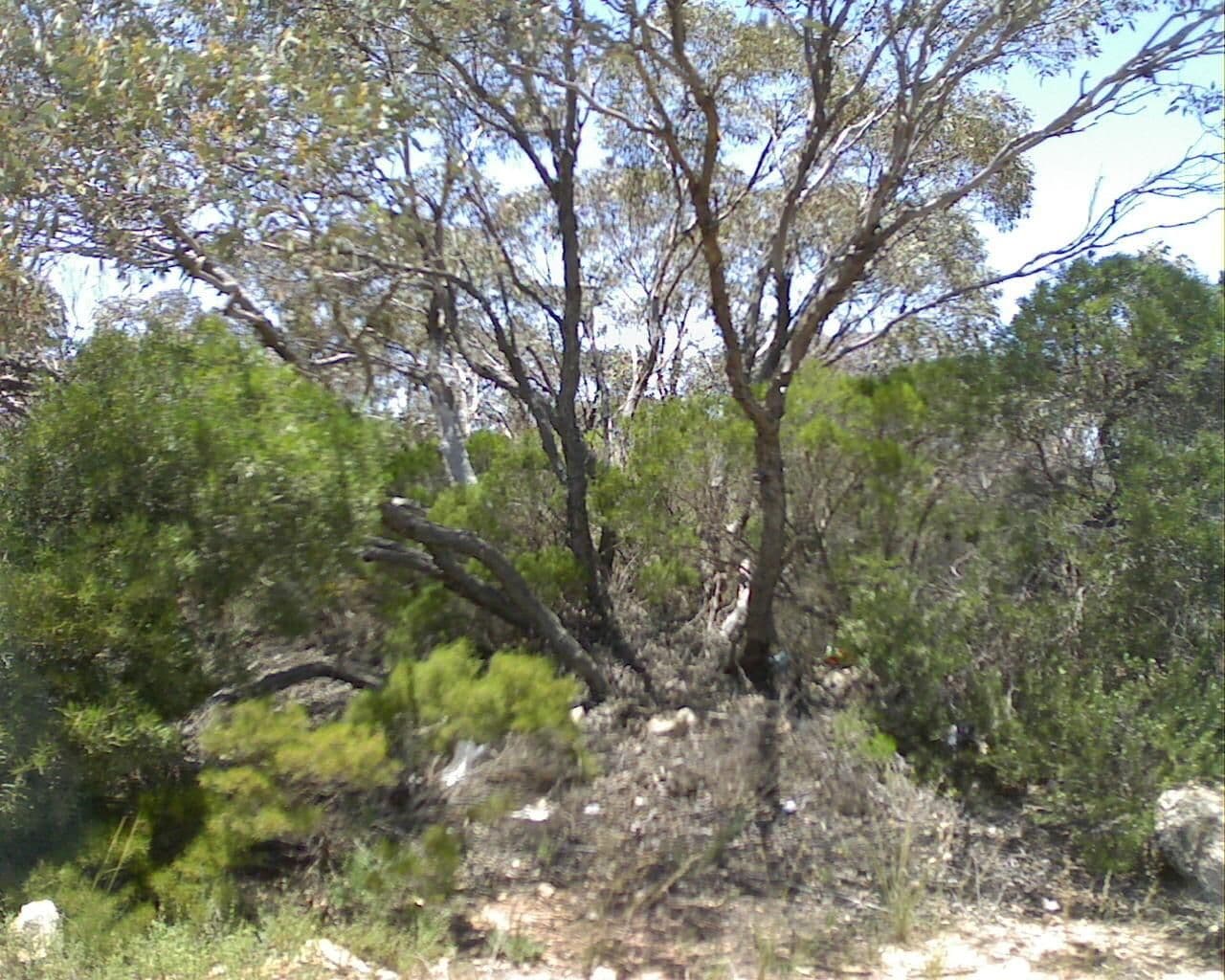 Street view near Observatory Turnoff Rest Area, Kambalda East — © bob3bob3 (CC BY-SA · Mapillary)