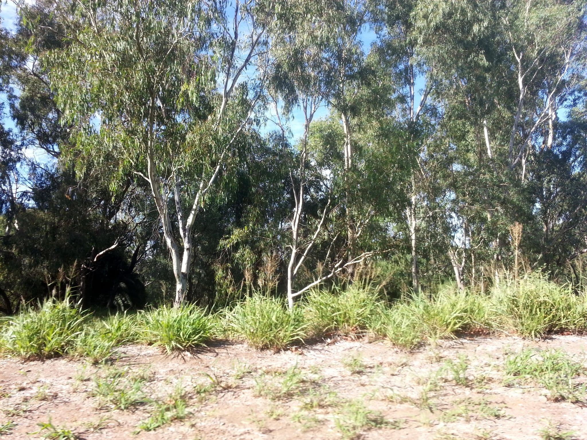 Street view near Pallamallawa Fishing Club Memorial Park, Moree — © bob3bob3 (CC BY-SA · Mapillary)
