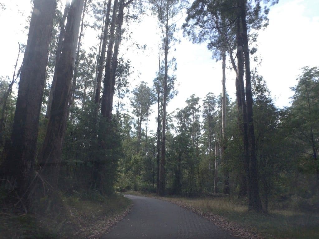 Street view near Dispersed Camping, Warburton — © mander (CC BY-SA · Mapillary)