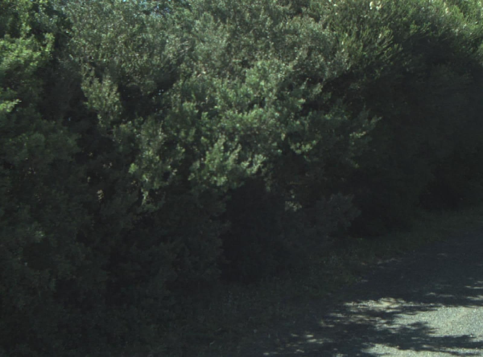 Street view near St Leonards Area 4 camping area, Saint Leonards — © cogg (CC BY-SA · Mapillary)