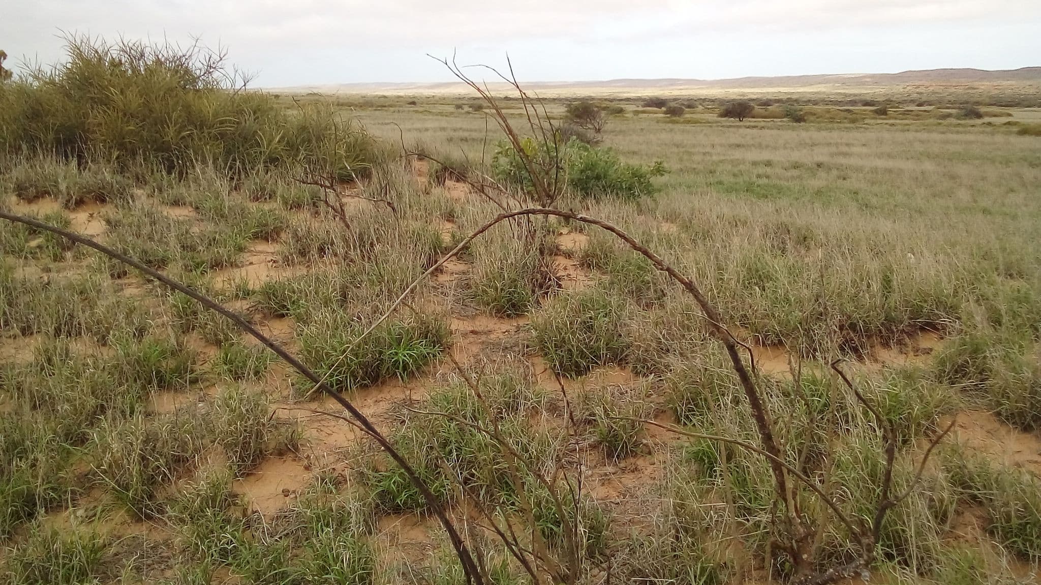 Street view near Neds Campground, Exmouth — © sp4rkie (CC BY-SA · Mapillary)